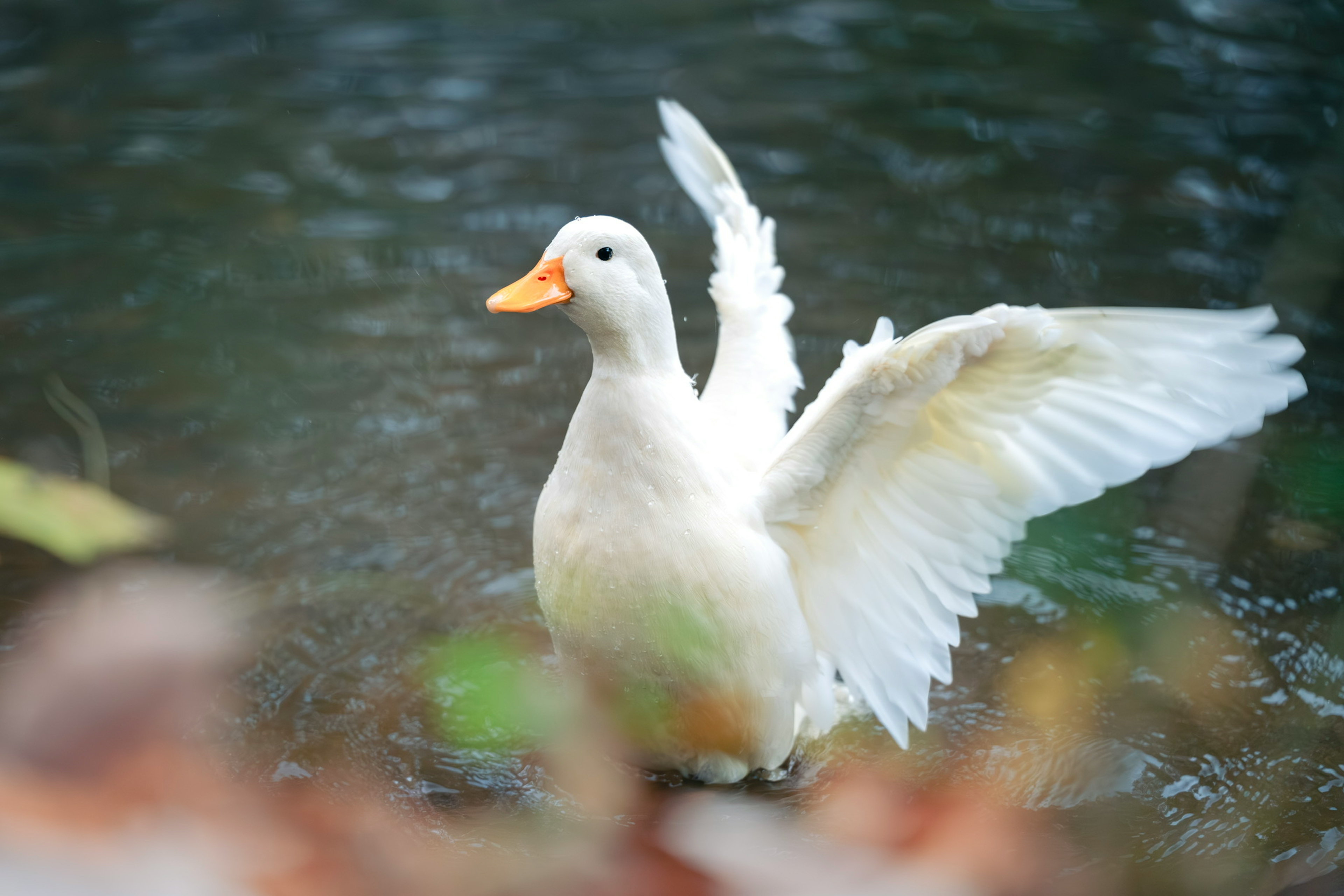 Eine weiße Ente breitet ihre Flügel im Wasser aus