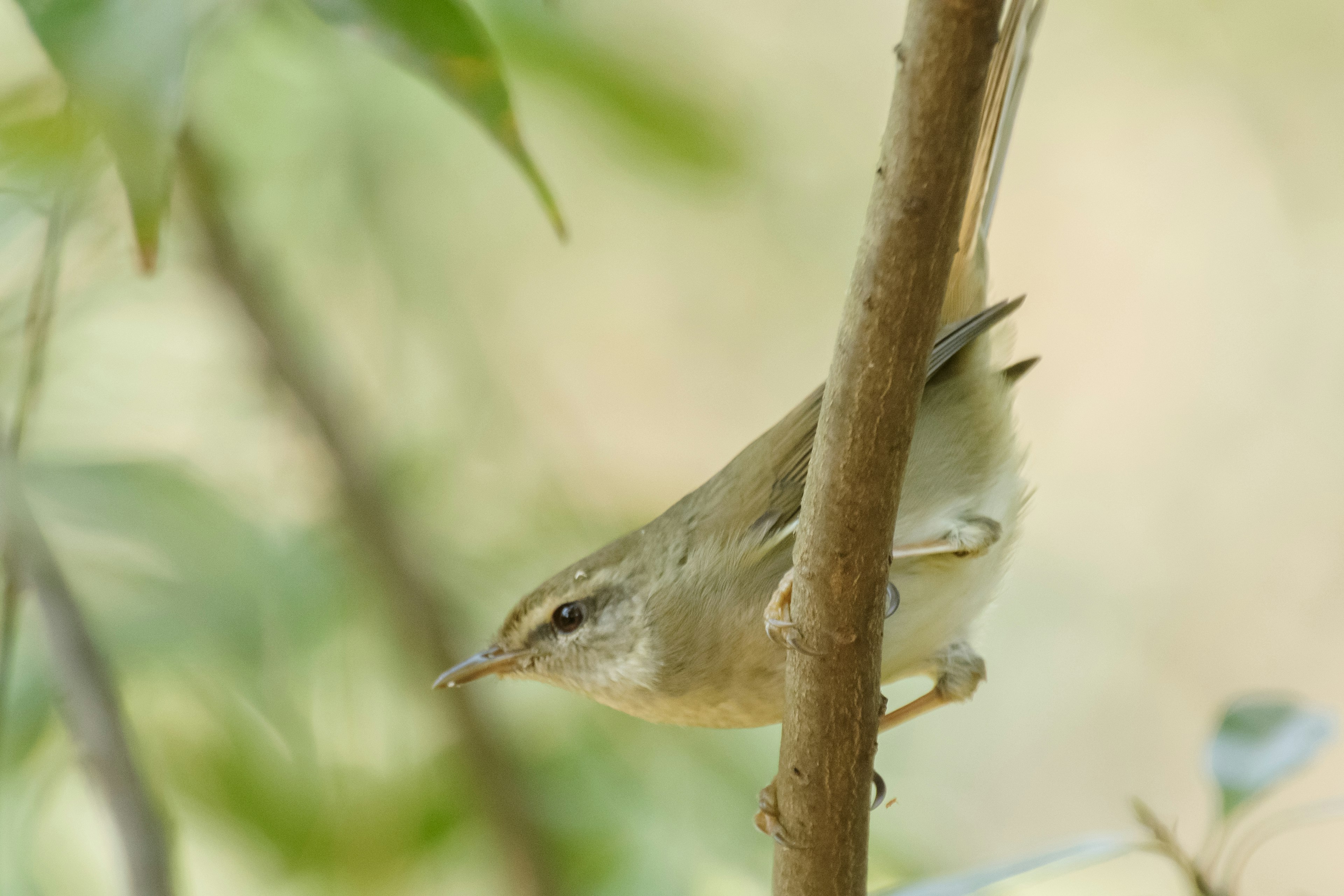 Nahaufnahme eines kleinen Vogels, der auf einem Ast sitzt