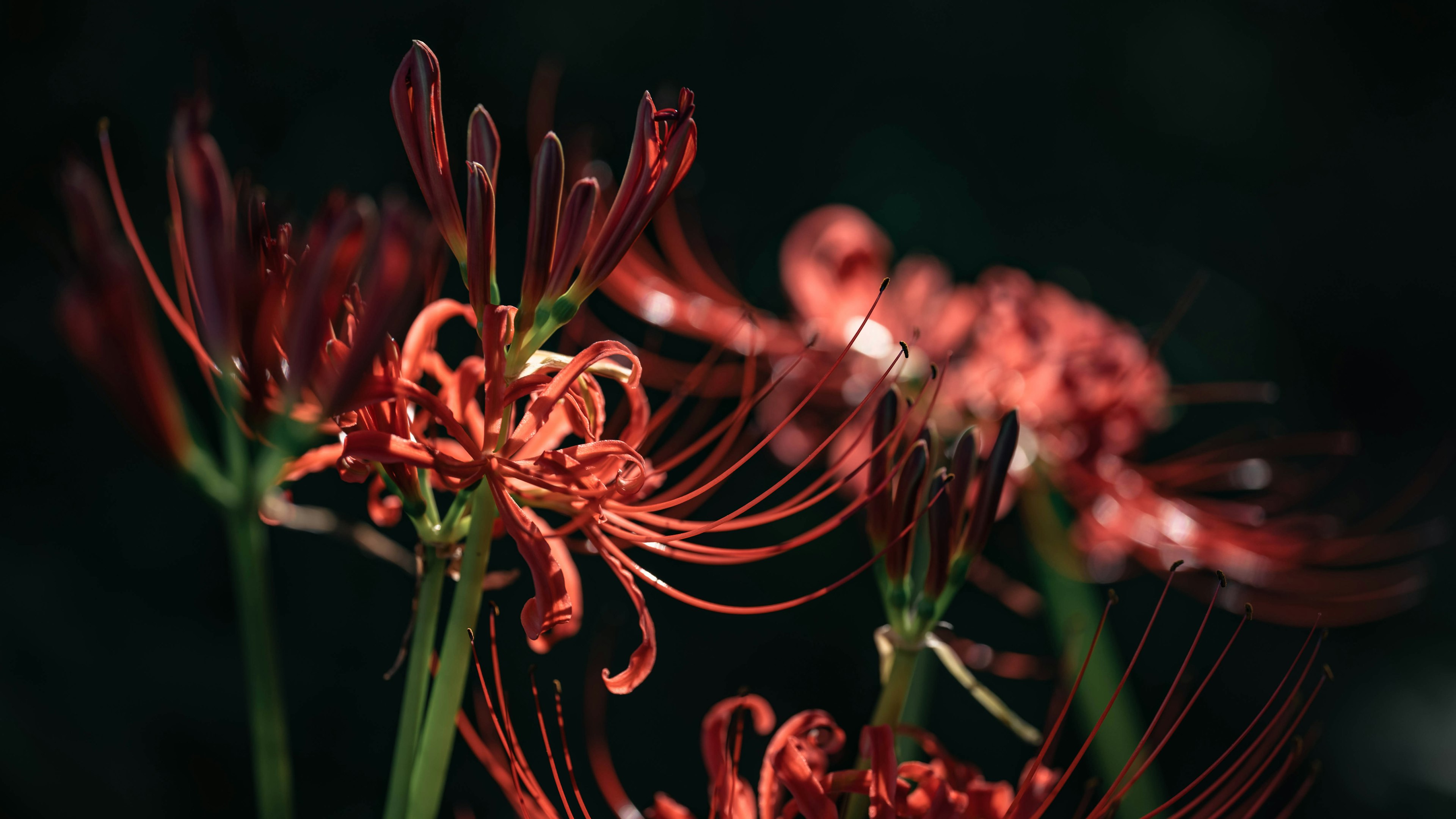 Imagen de lirios araña rojos con pétalos intrincados