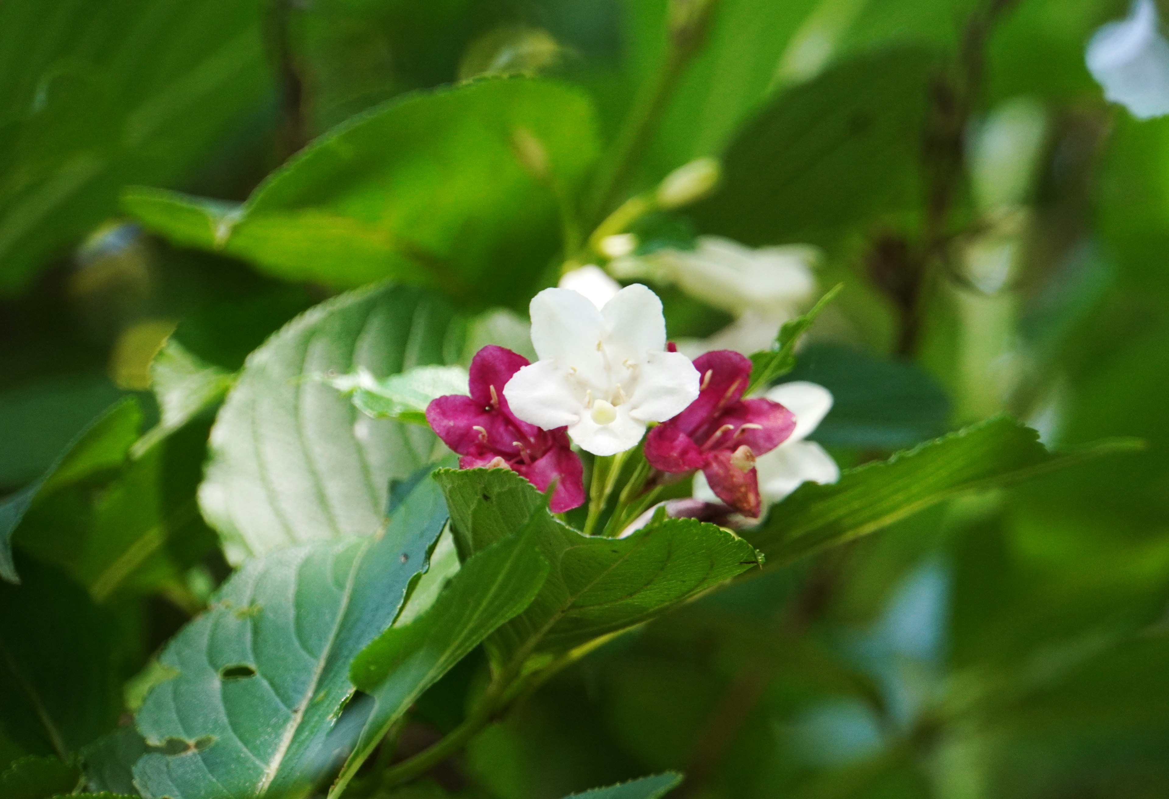 Weiße und rote Blumen blühen zwischen grünen Blättern