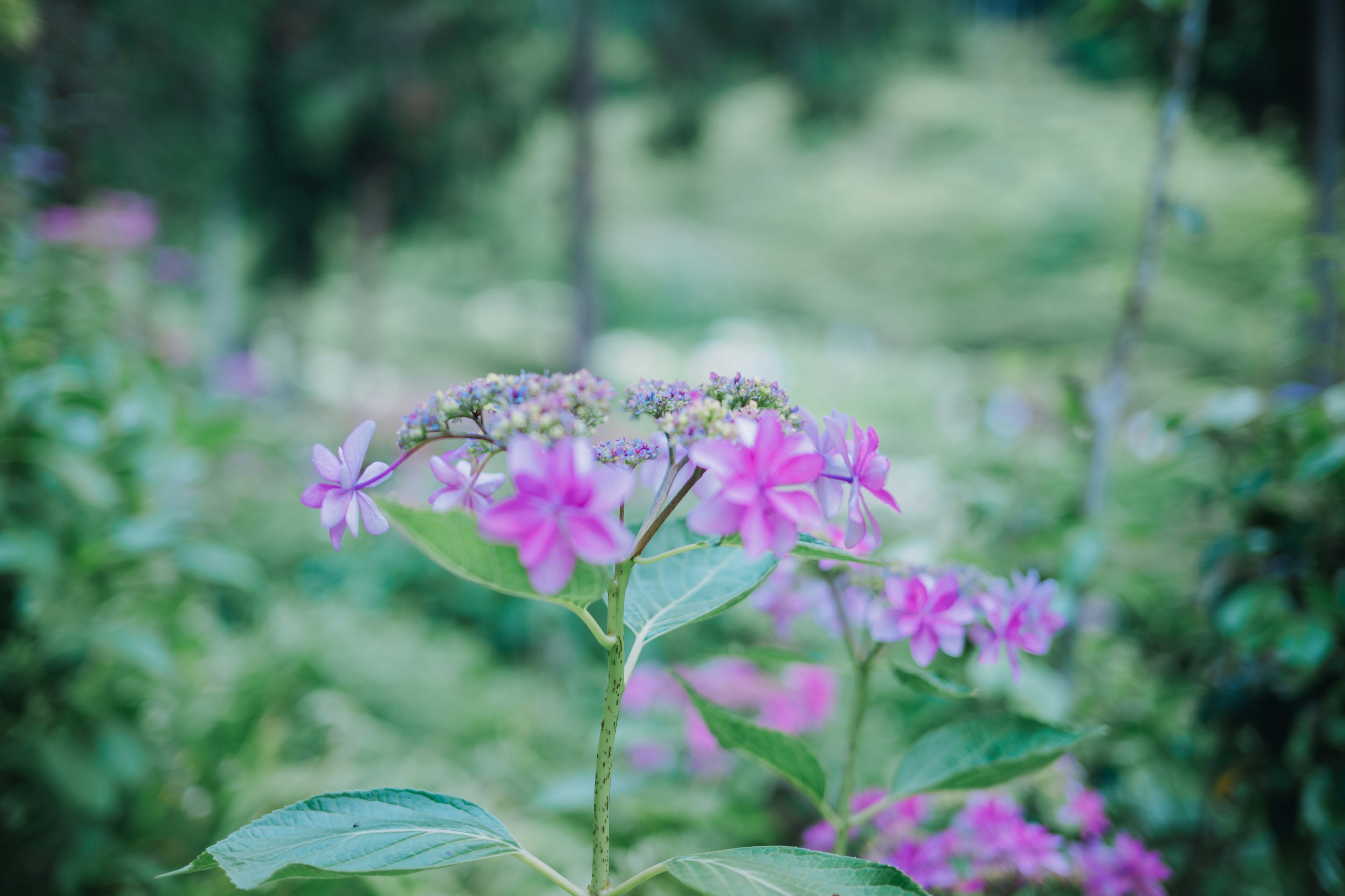 ดอกไม้สีม่วงสดใสกับพื้นหลังสีเขียวในสภาพแวดล้อมตามธรรมชาติ