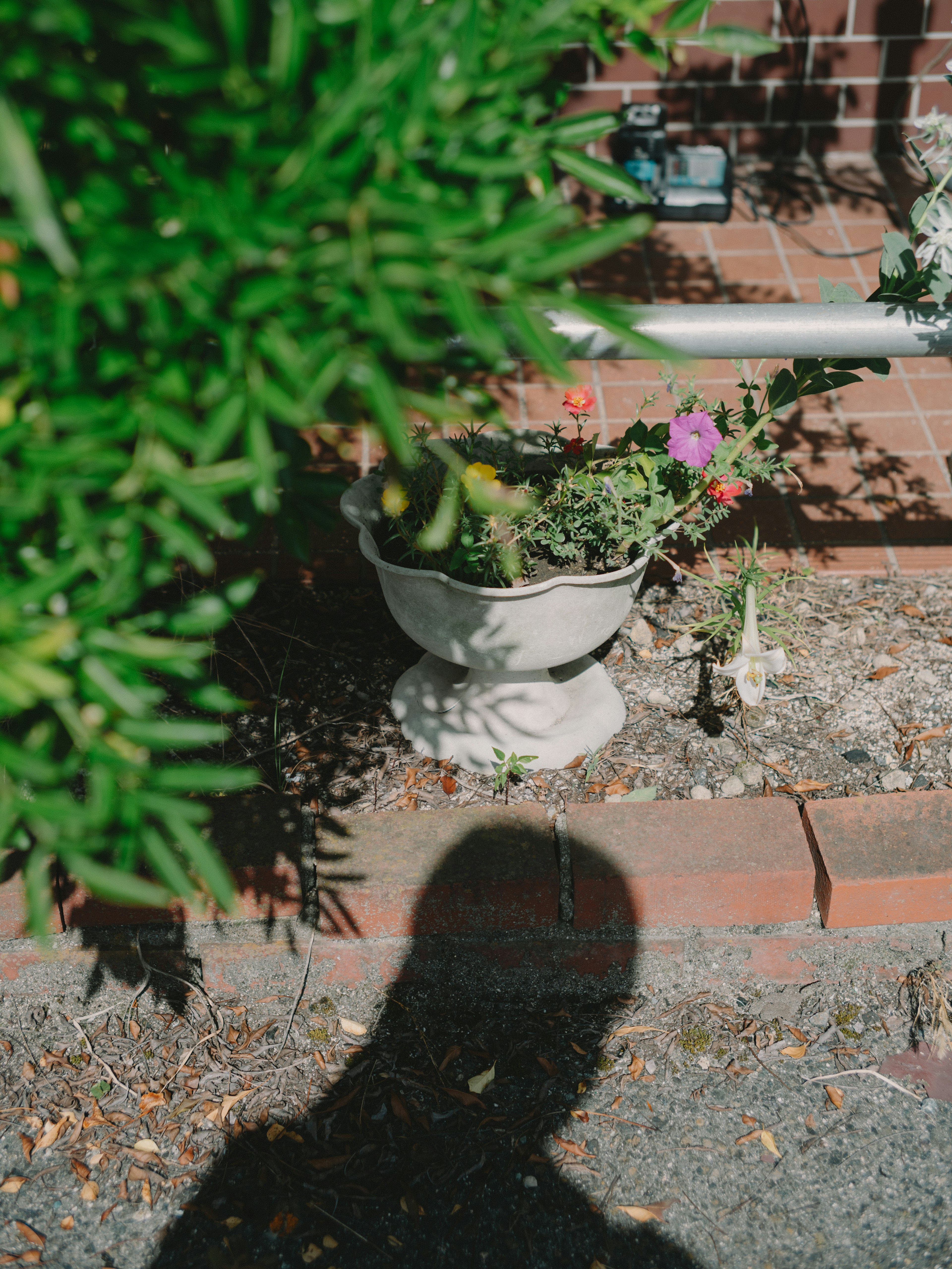 Parte di un giardino con una pianta e un vaso di fiori ombra