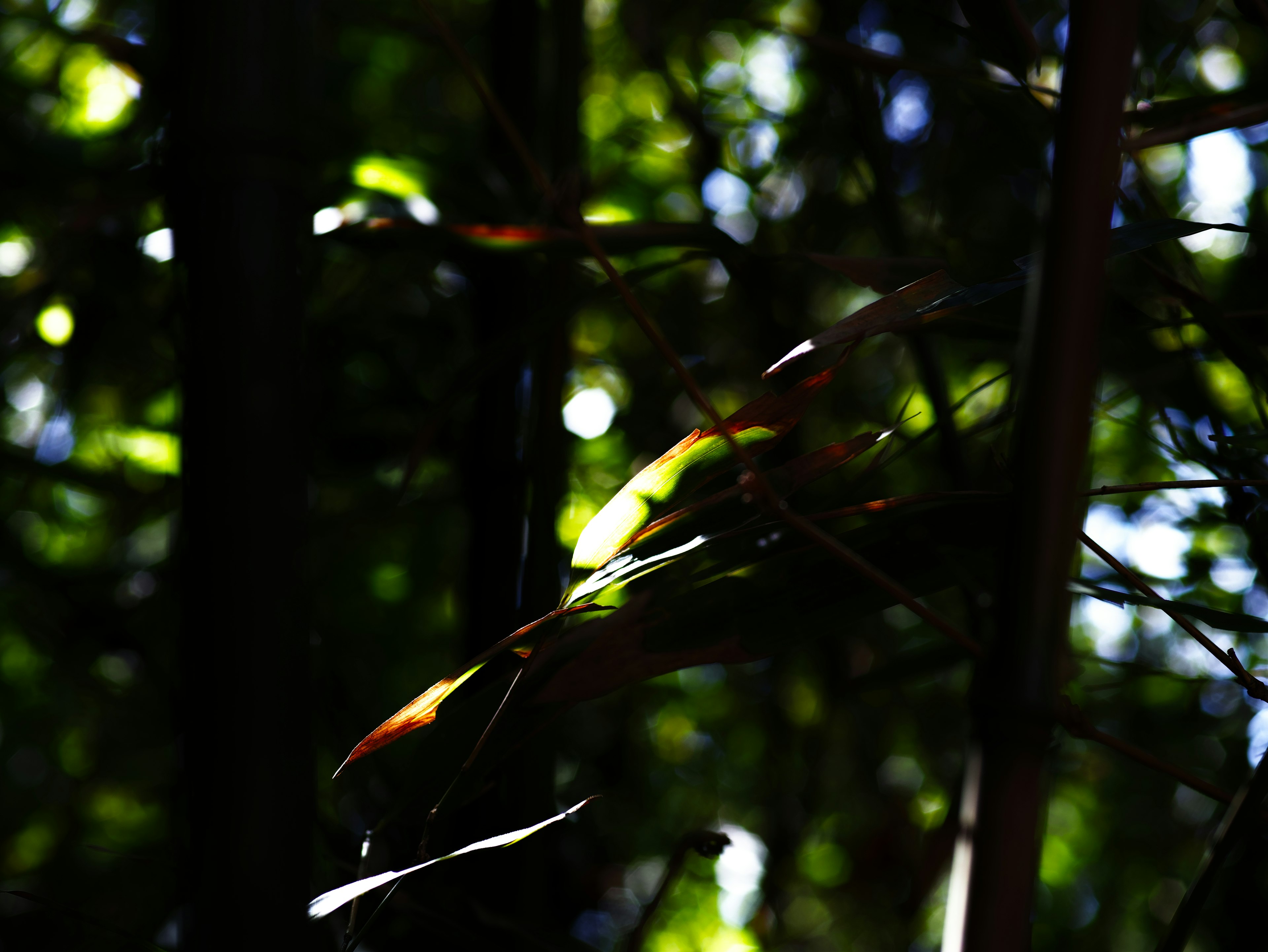 Silueta de hojas iluminadas contra un fondo oscuro