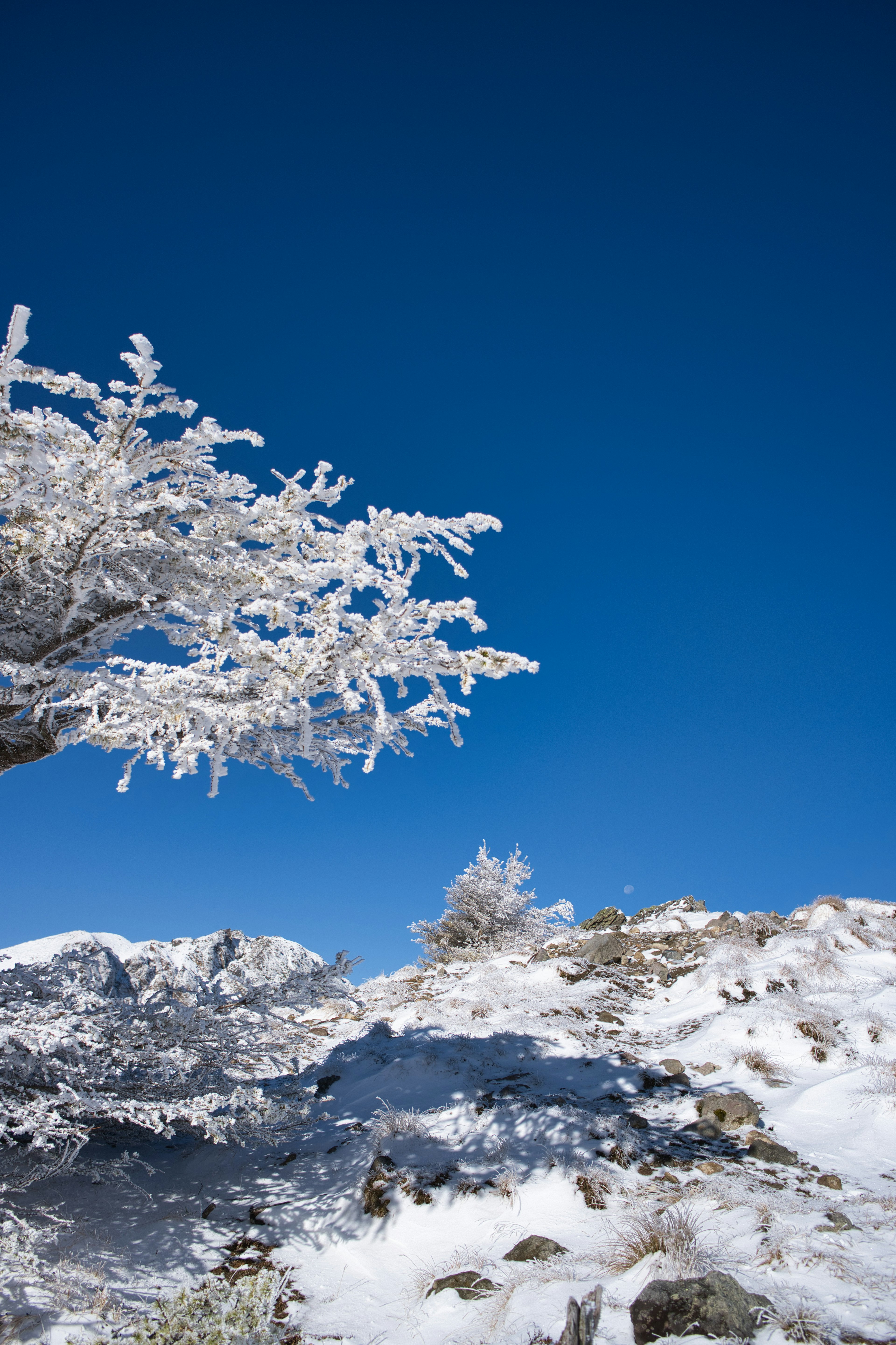 Árbol cubierto de nieve y montañas bajo un cielo azul claro