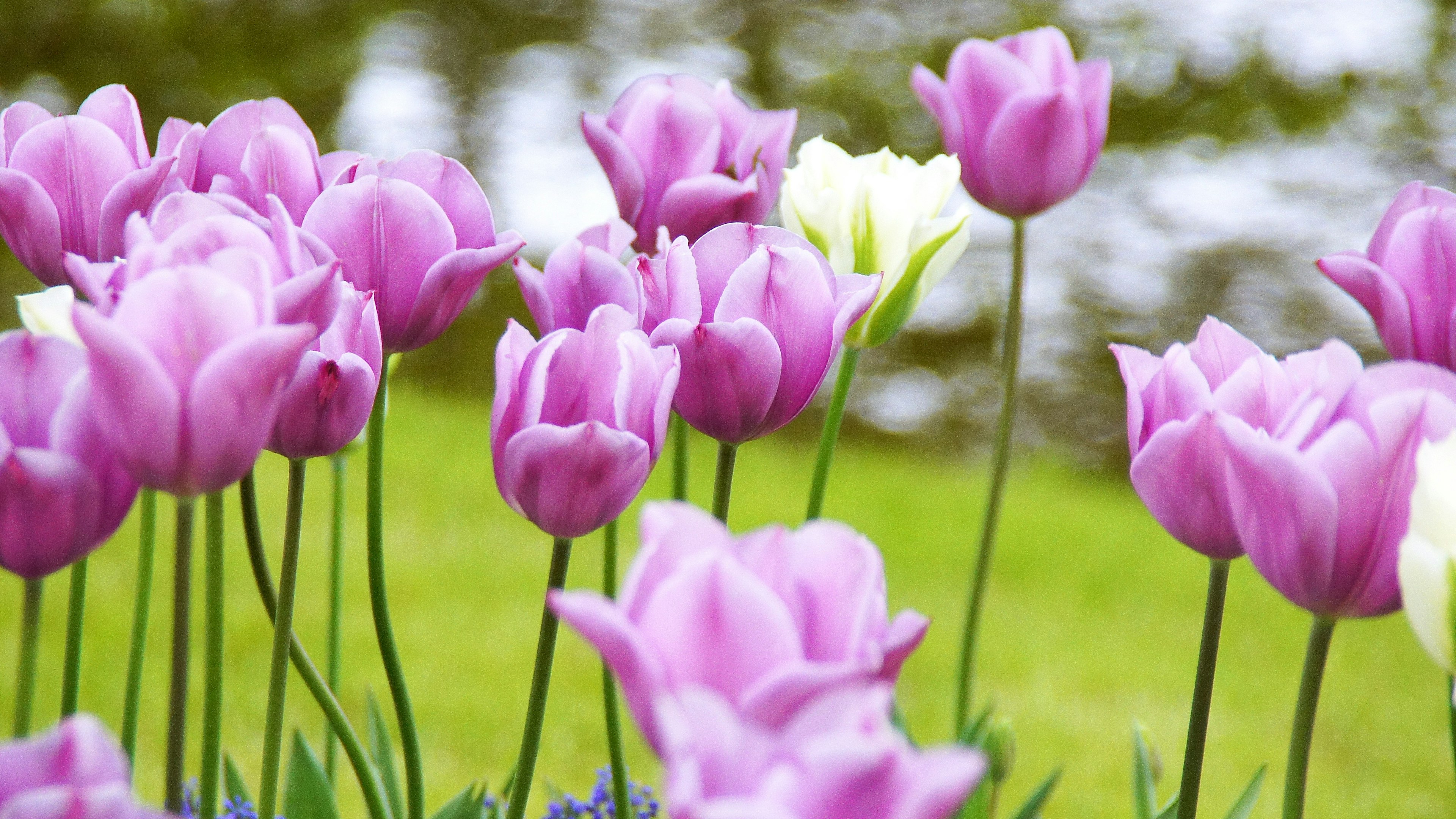 Tulip yang berwarna-warni mekar di taman dengan latar belakang hijau