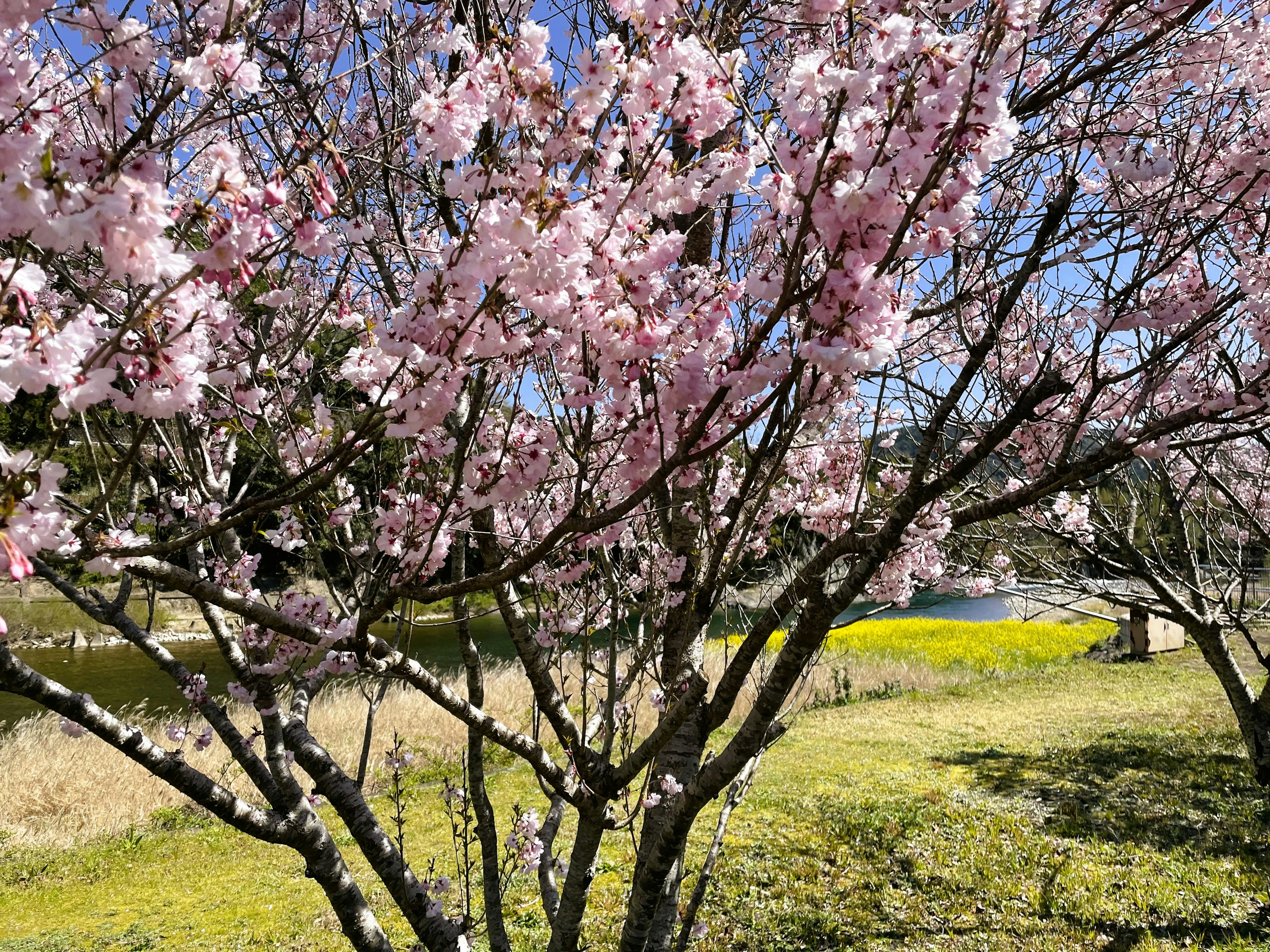 Cherry blossom tree in bloom with blue sky background