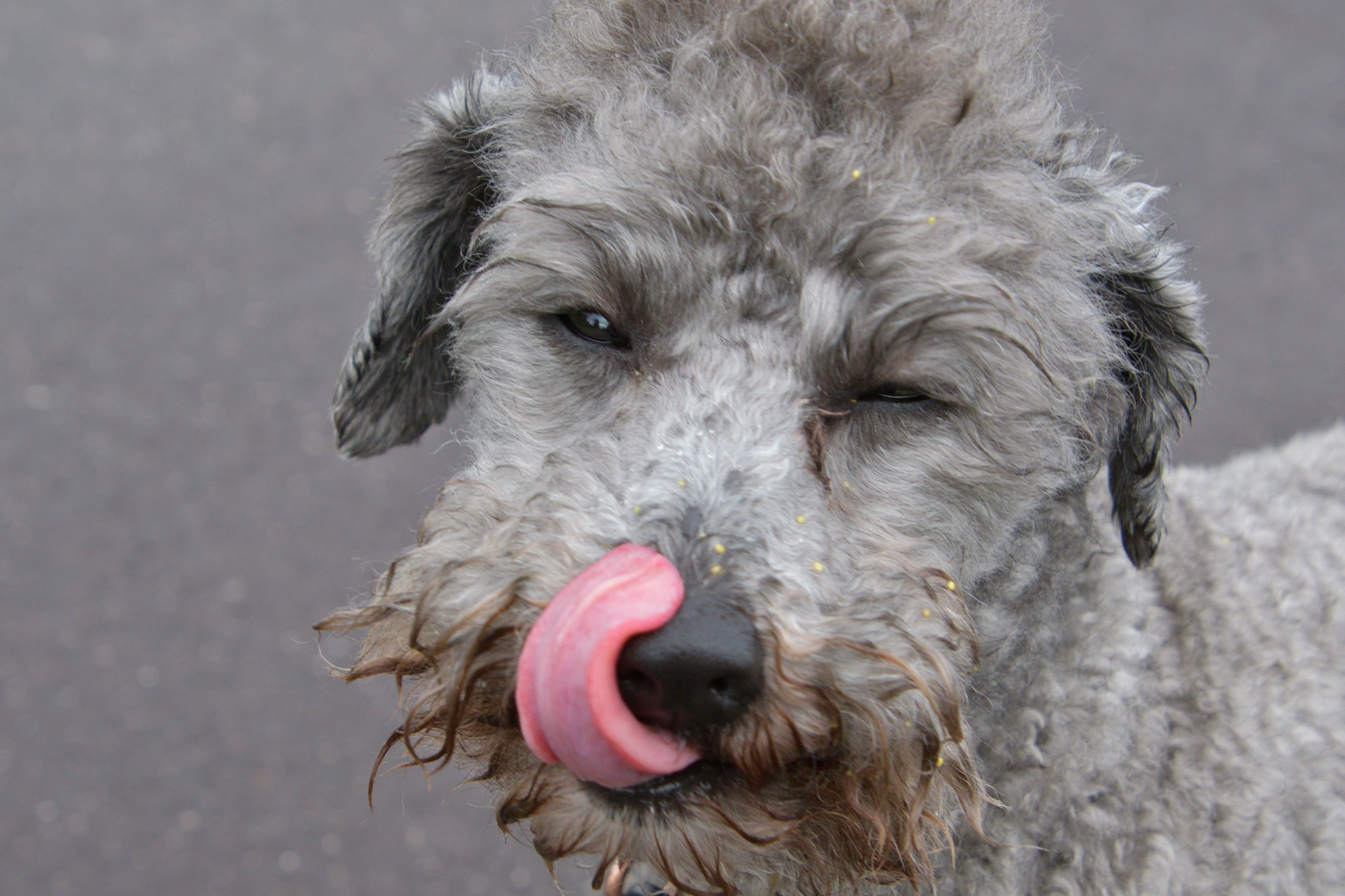 Chien gris tirant la langue avec une expression joueuse