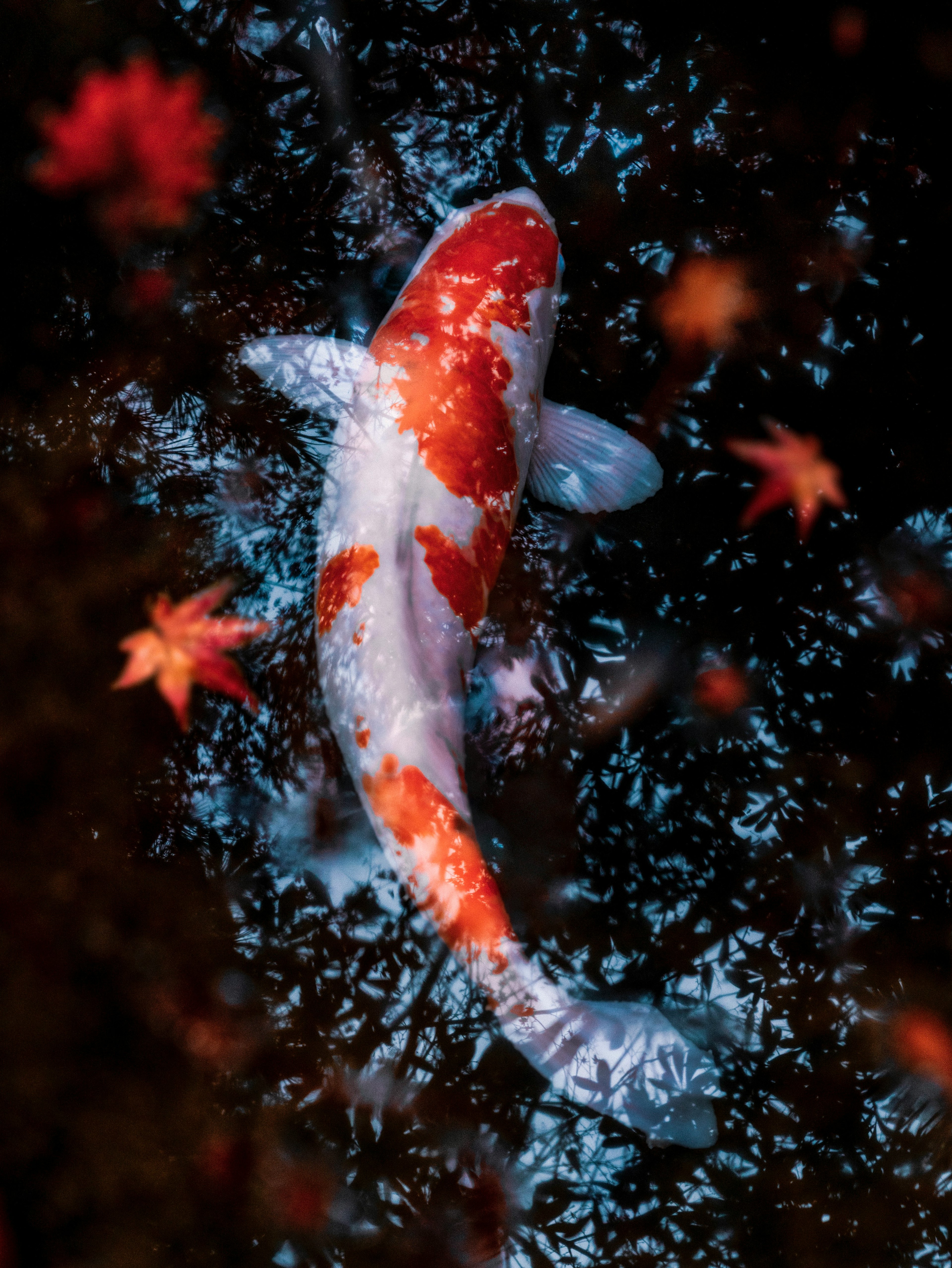 Un pez koi nadando debajo de la superficie con hojas de otoño flotando