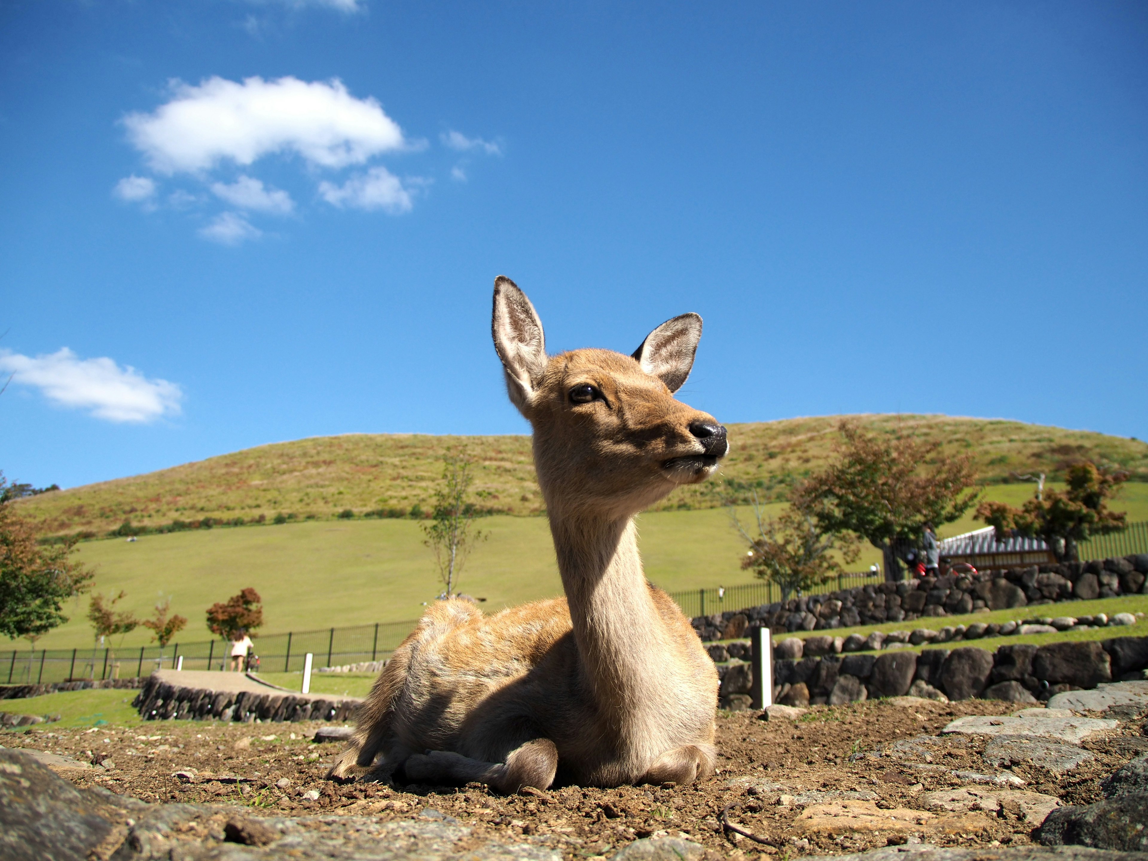 A cute deer lying on a grassy field with blue sky and green hills