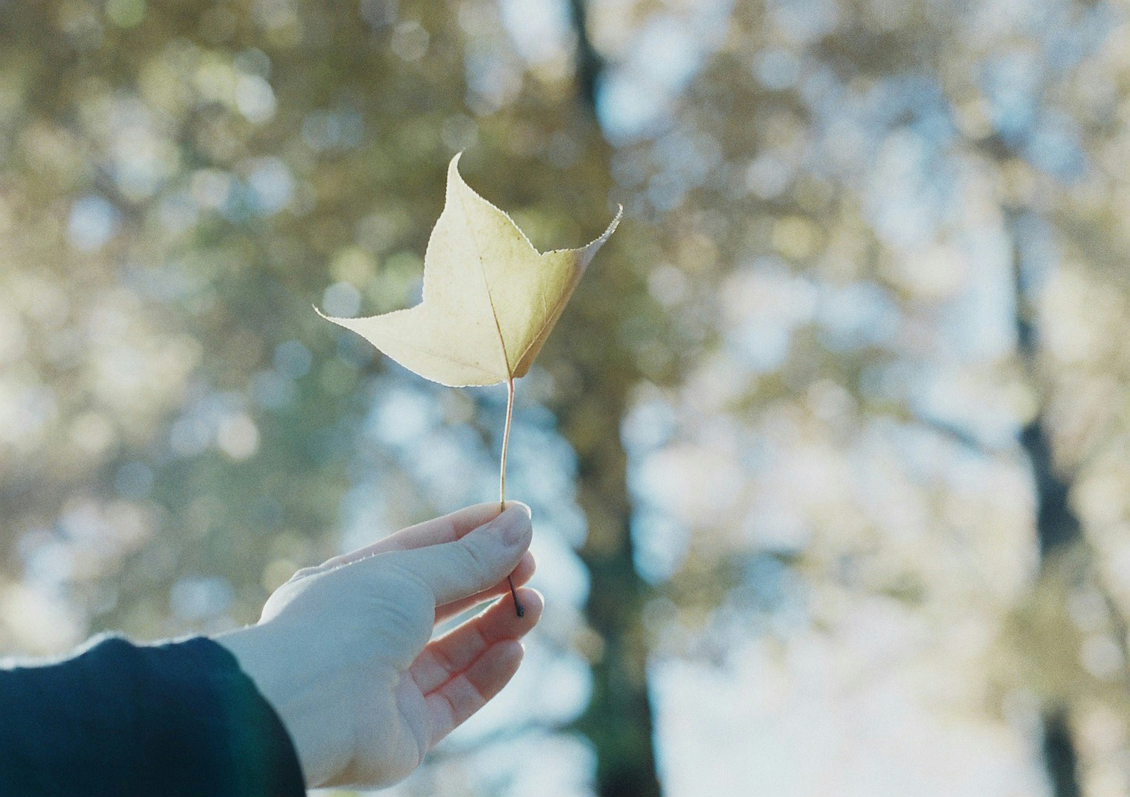 A hand holding a yellow leaf against a blurred background of trees