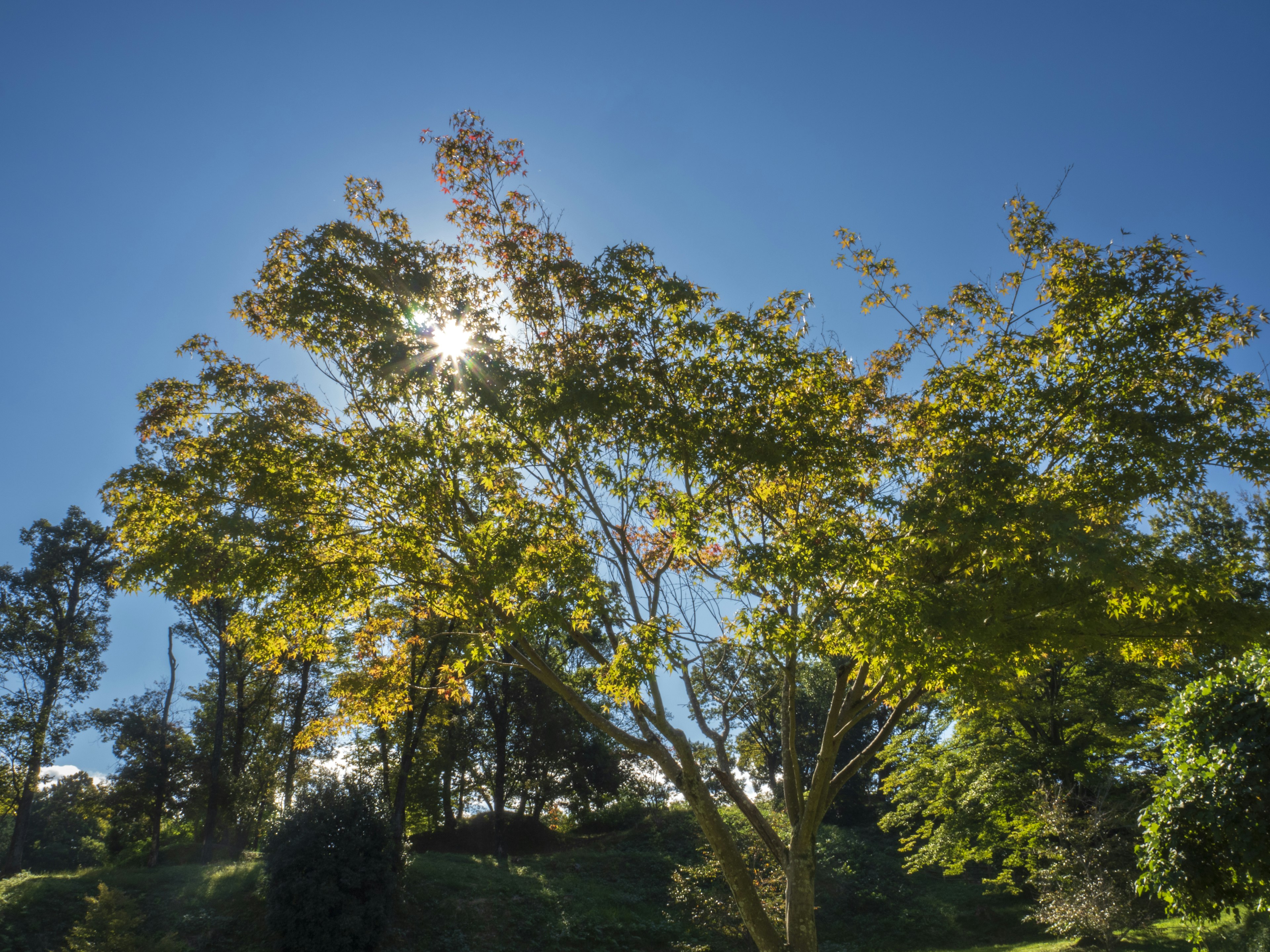 Silueta de árboles vibrantes con hojas brillantes bajo un cielo azul claro