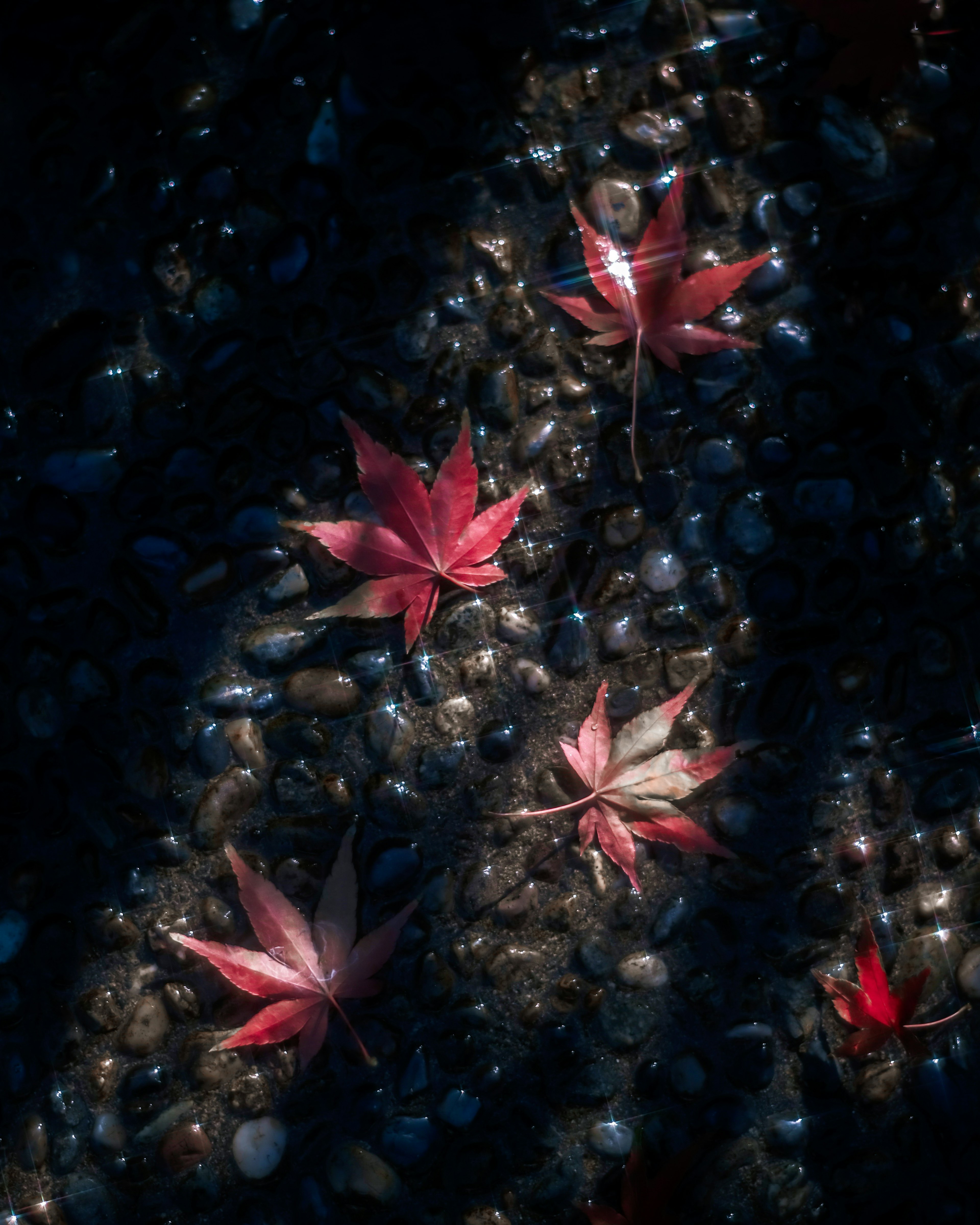 Red maple leaves scattered on a dark background with pebbles