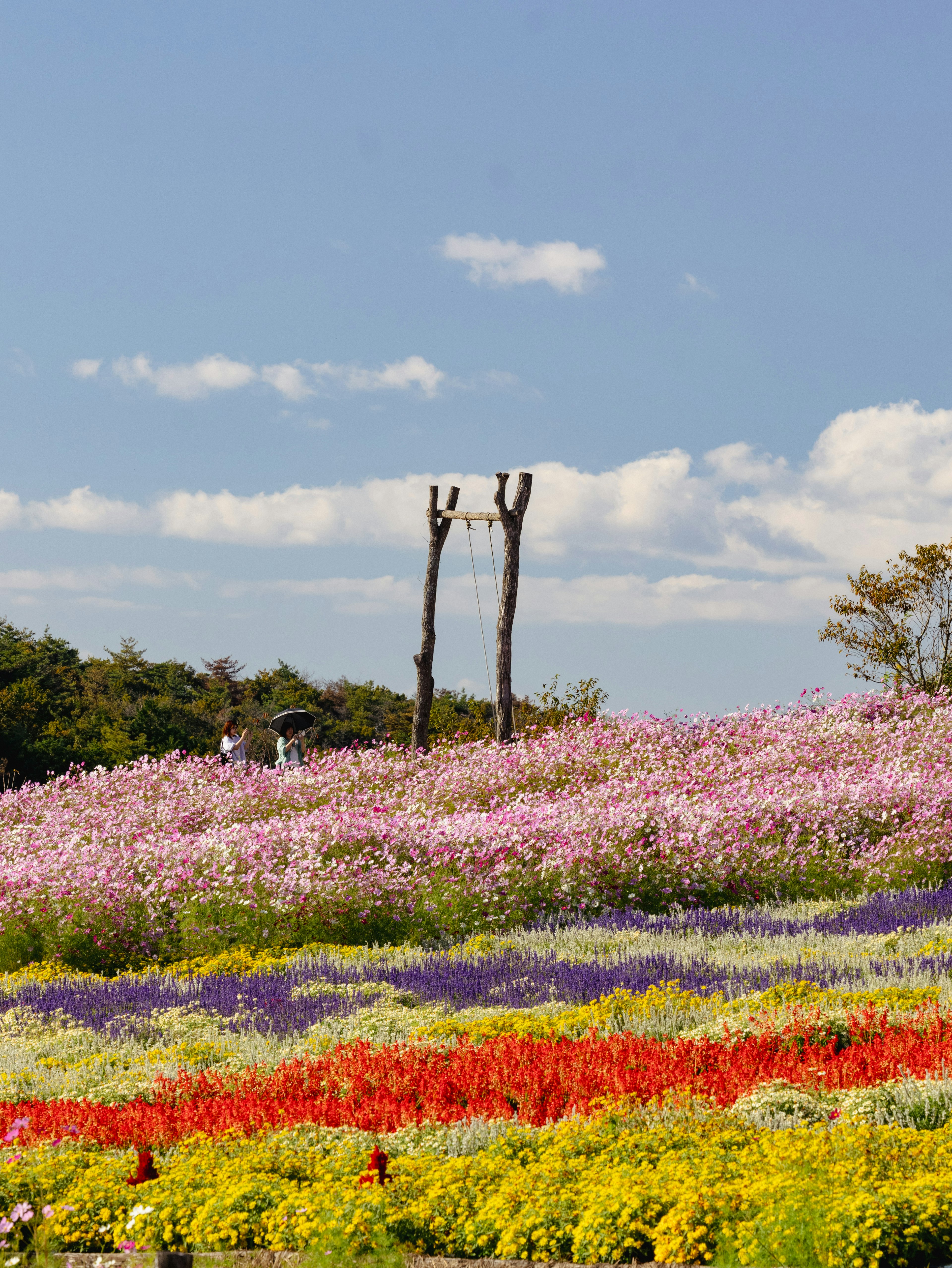 美しい花畑に立つ木の構造物と青空の風景