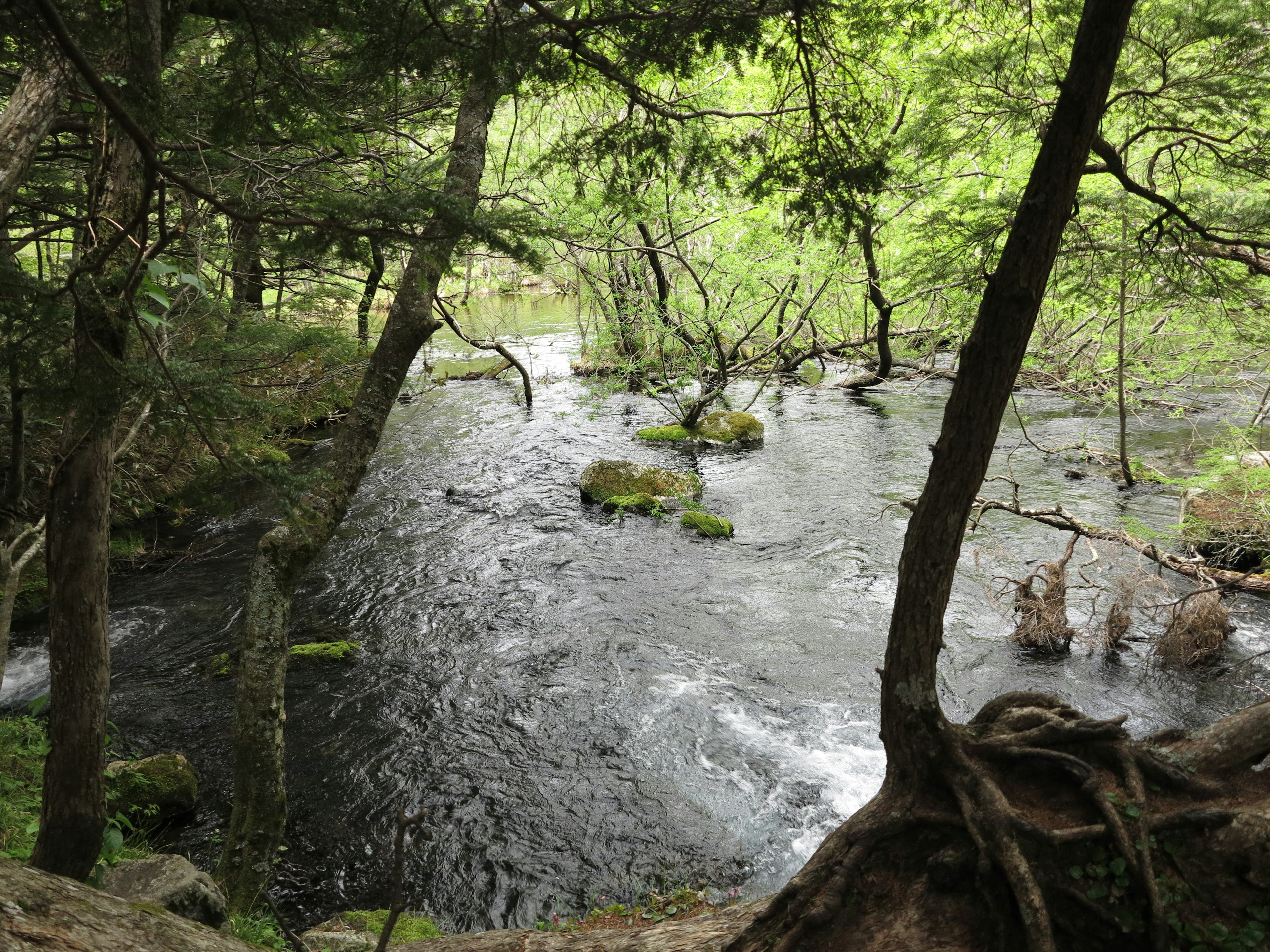 緑豊かな森の中を流れる小川の風景