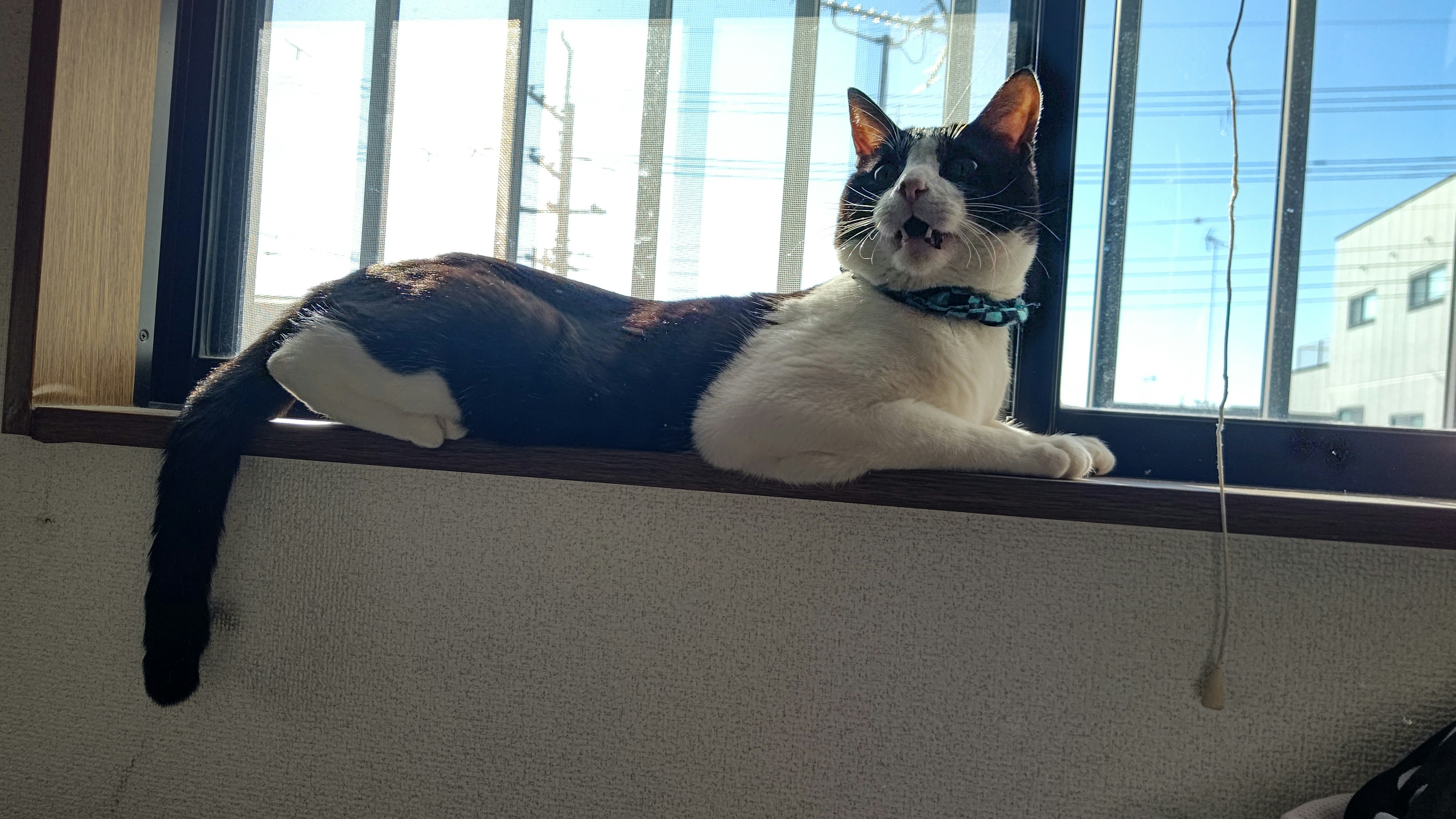 Calico cat lounging by the window with a blue collar