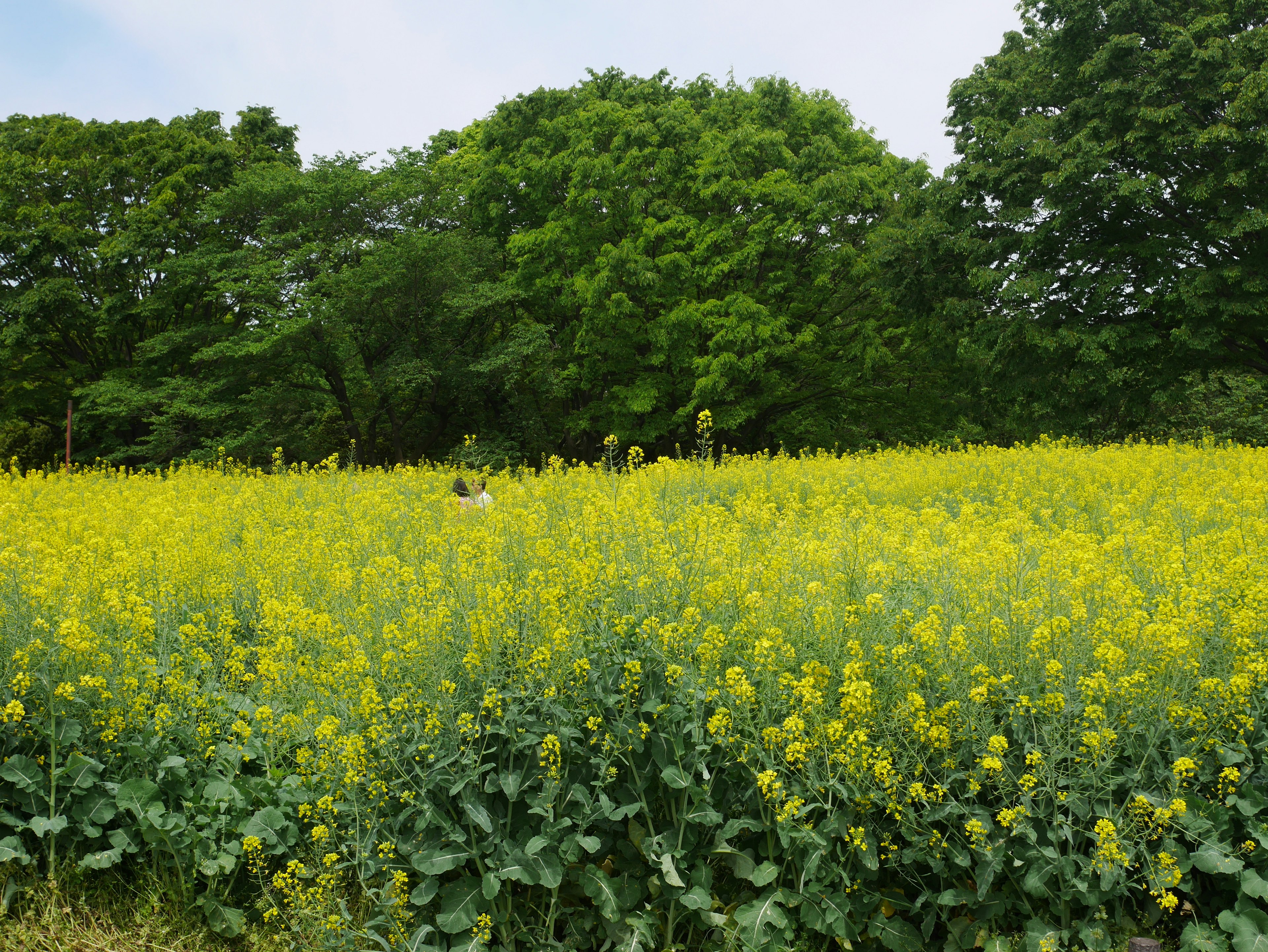 黄色い菜の花が広がる風景と緑の木々