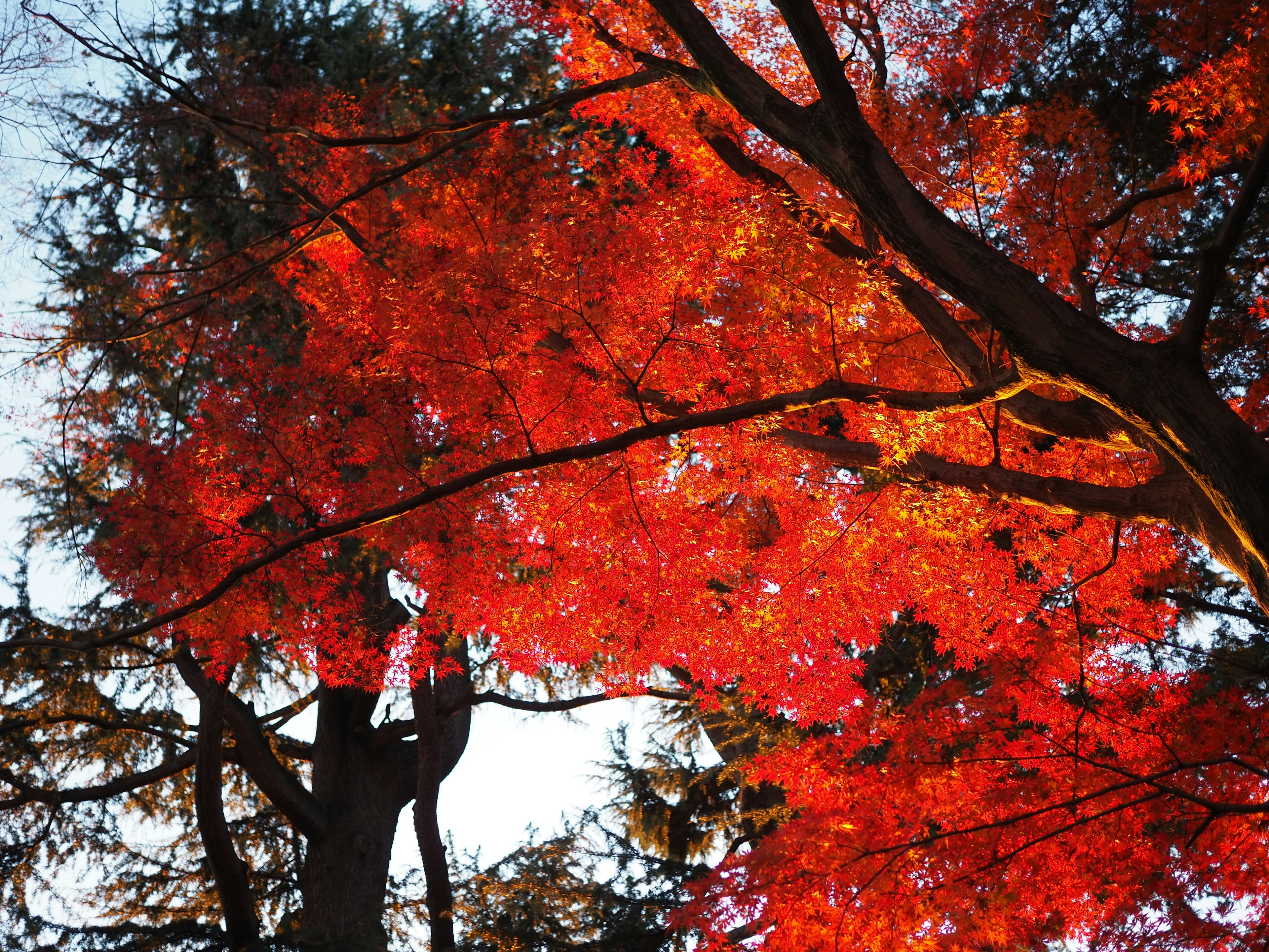 Lebendige rote Herbstblätter an einem Baum unter klarem Himmel