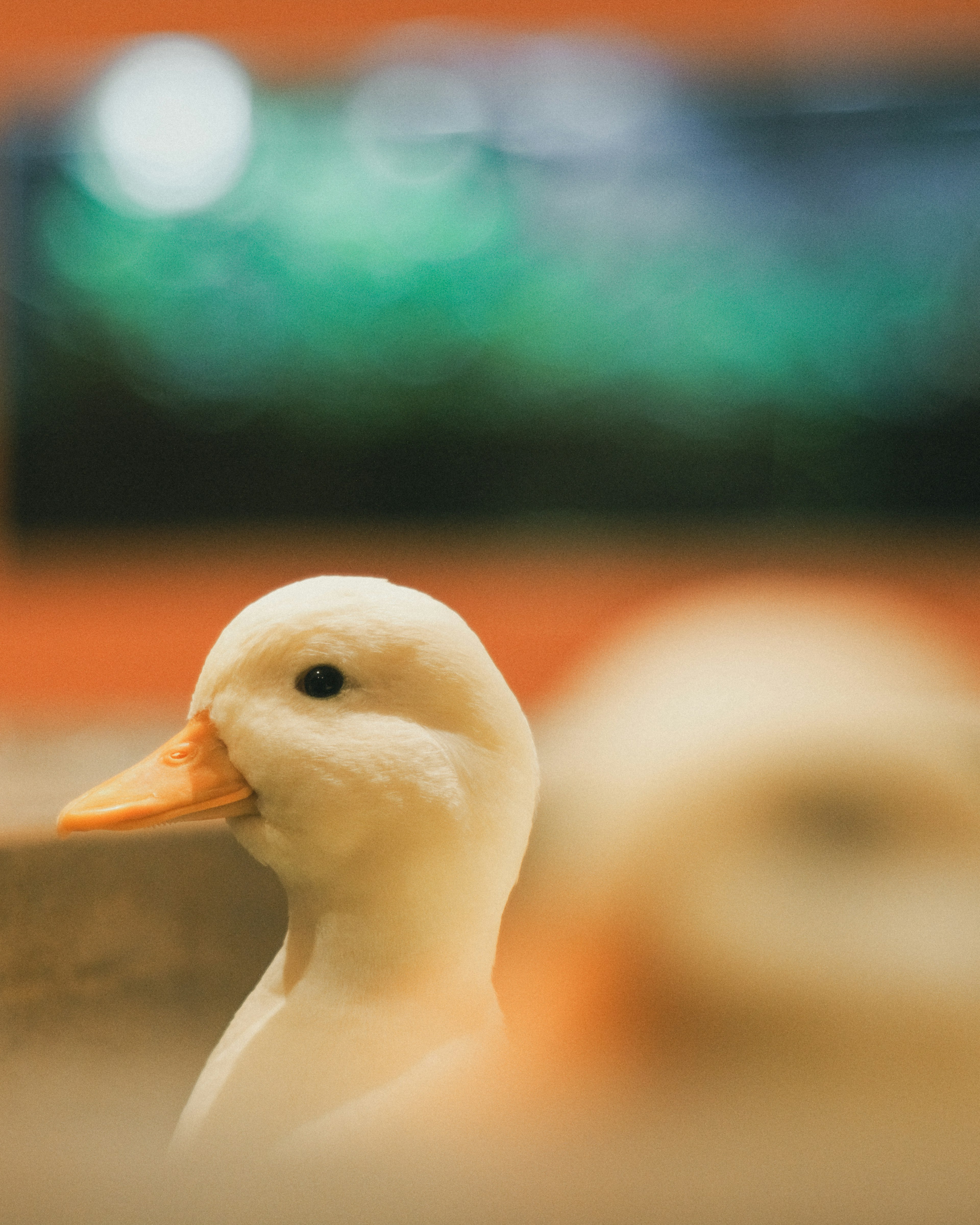 Close-up of a white duck's profile with a blurred background