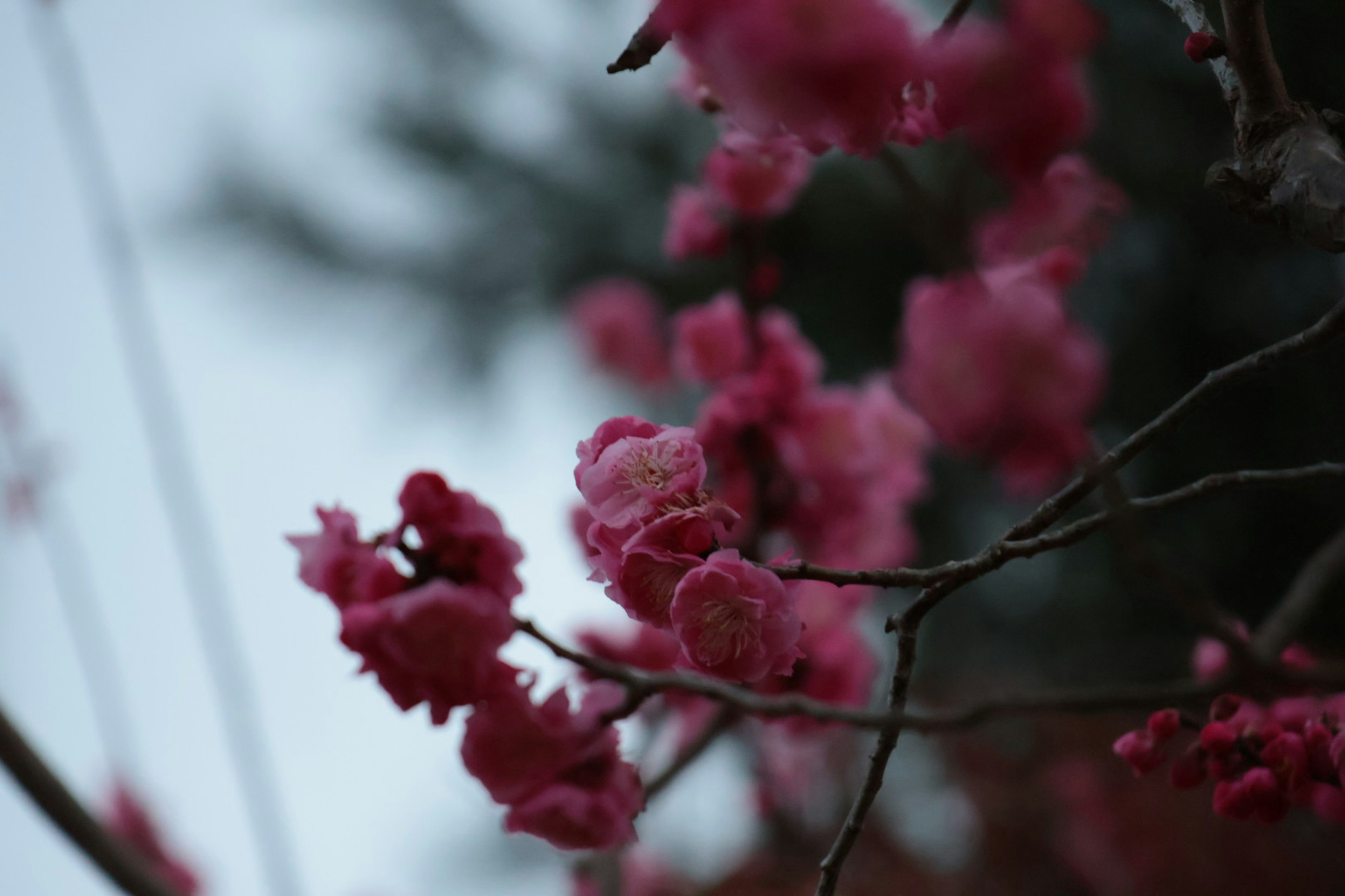 淡粉色花朵的枝条特写