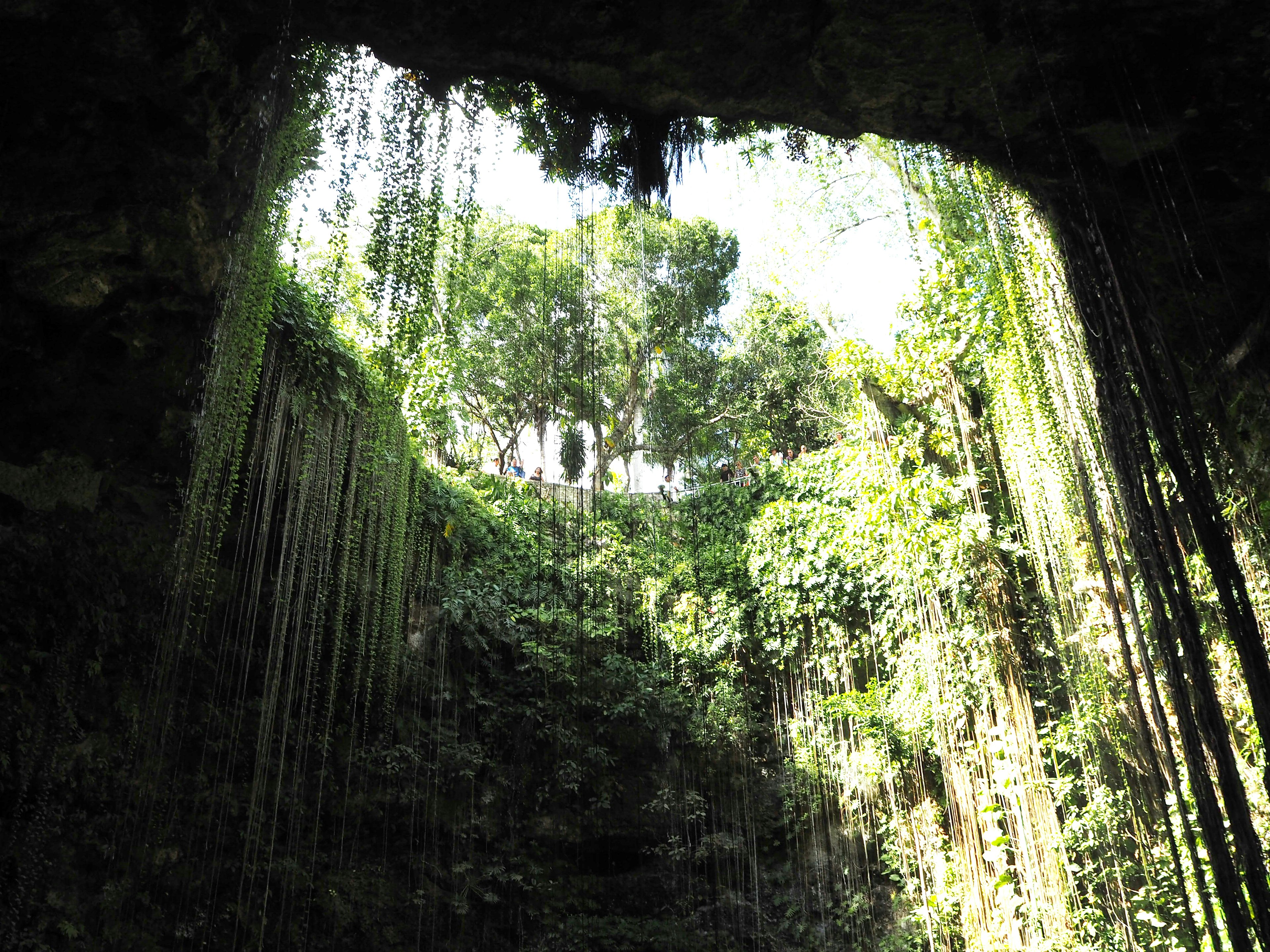 A cave with lush greenery and an open top allowing sunlight to filter in