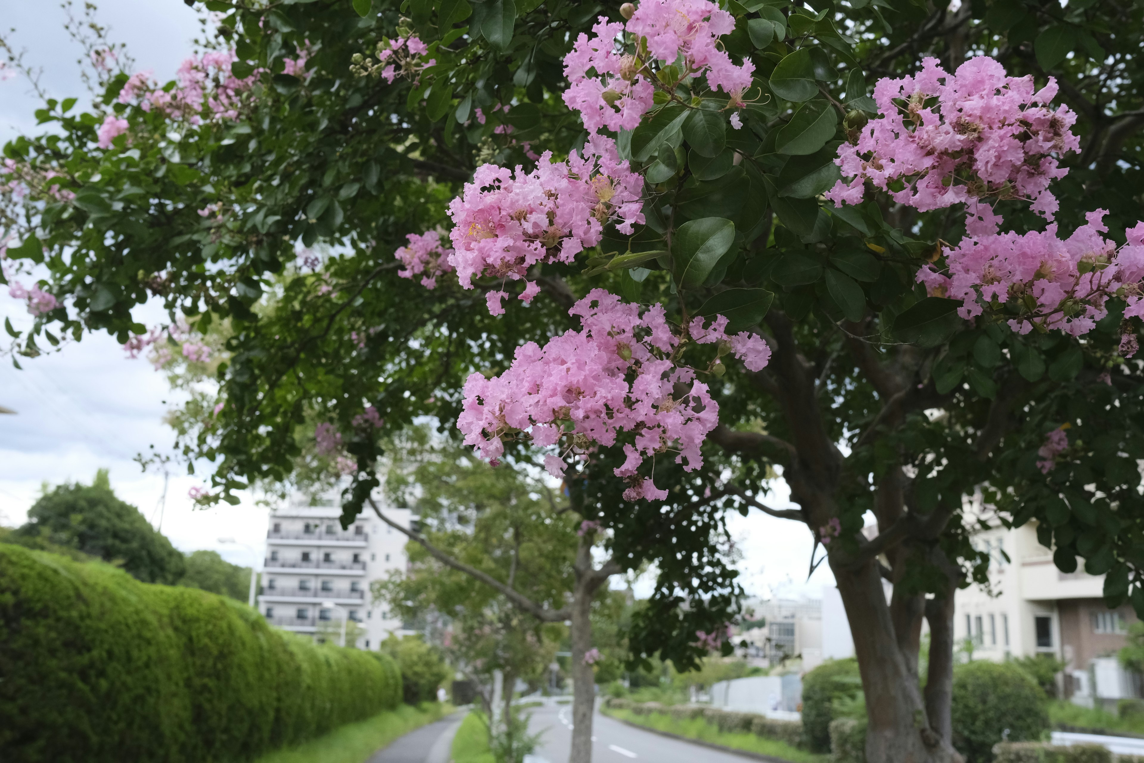 Tree with pink flowers beside a green hedge along a pathway