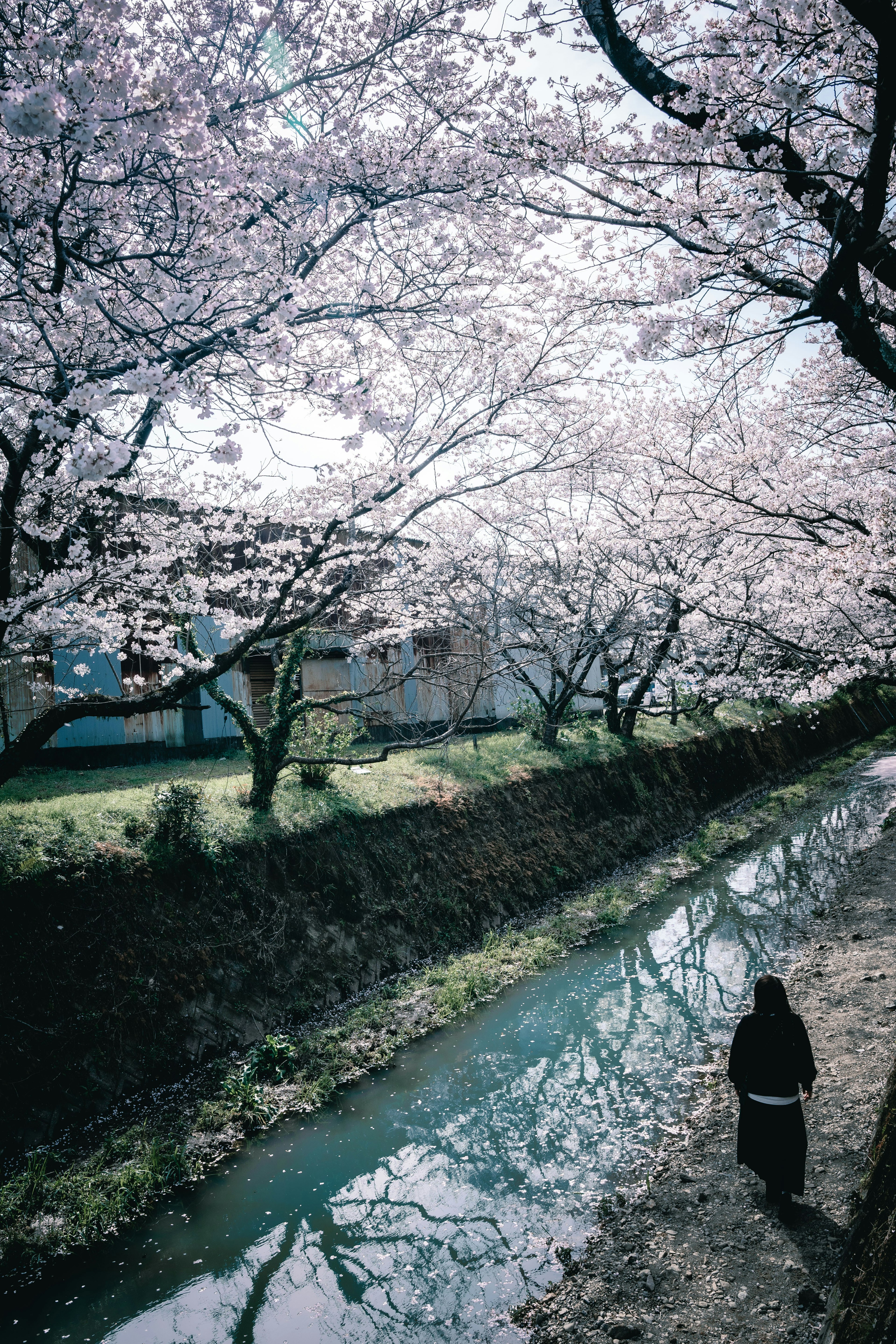 Persona che cammina lungo un fiume sotto alberi di ciliegio in fiore