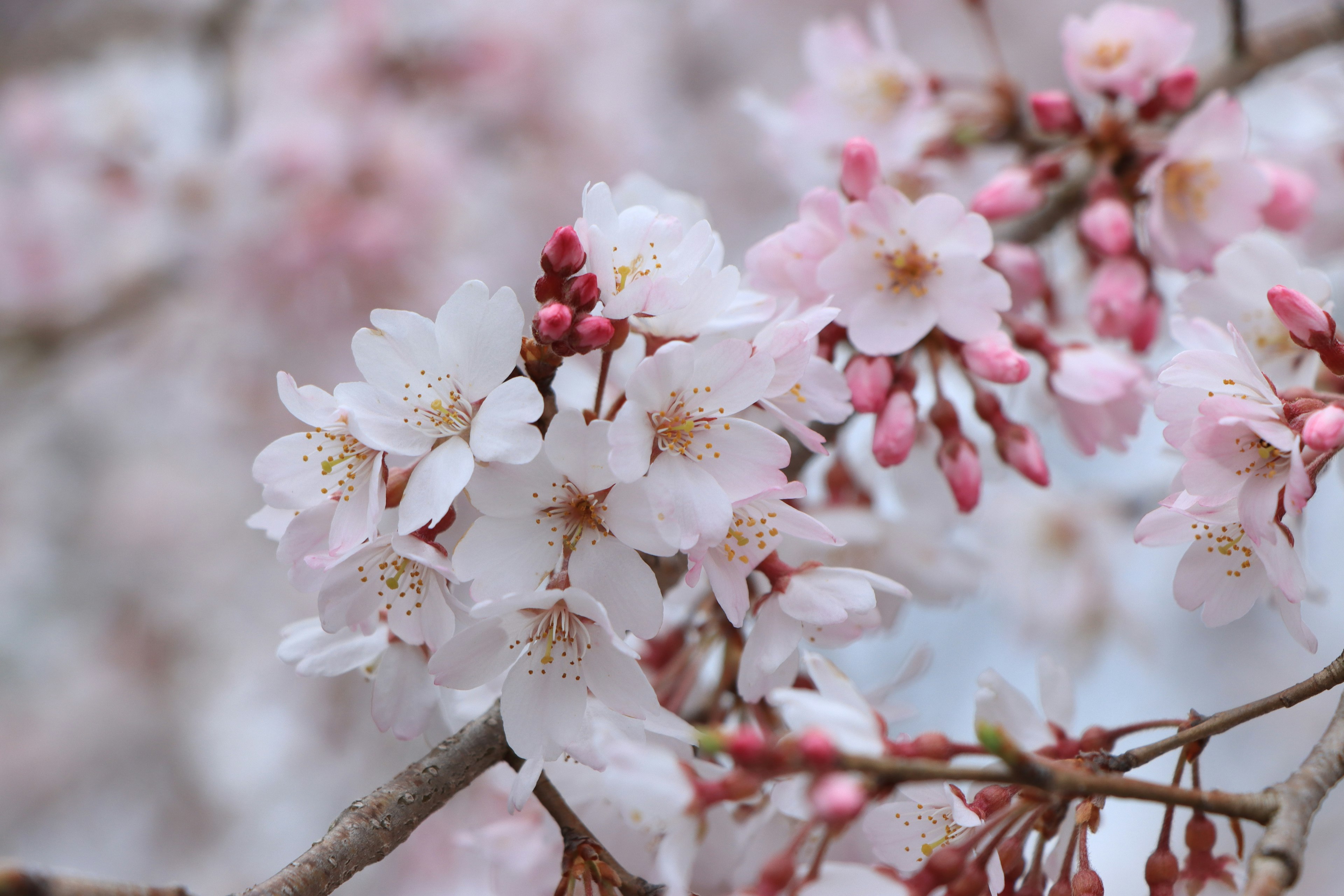 Kedekatan bunga sakura di cabang