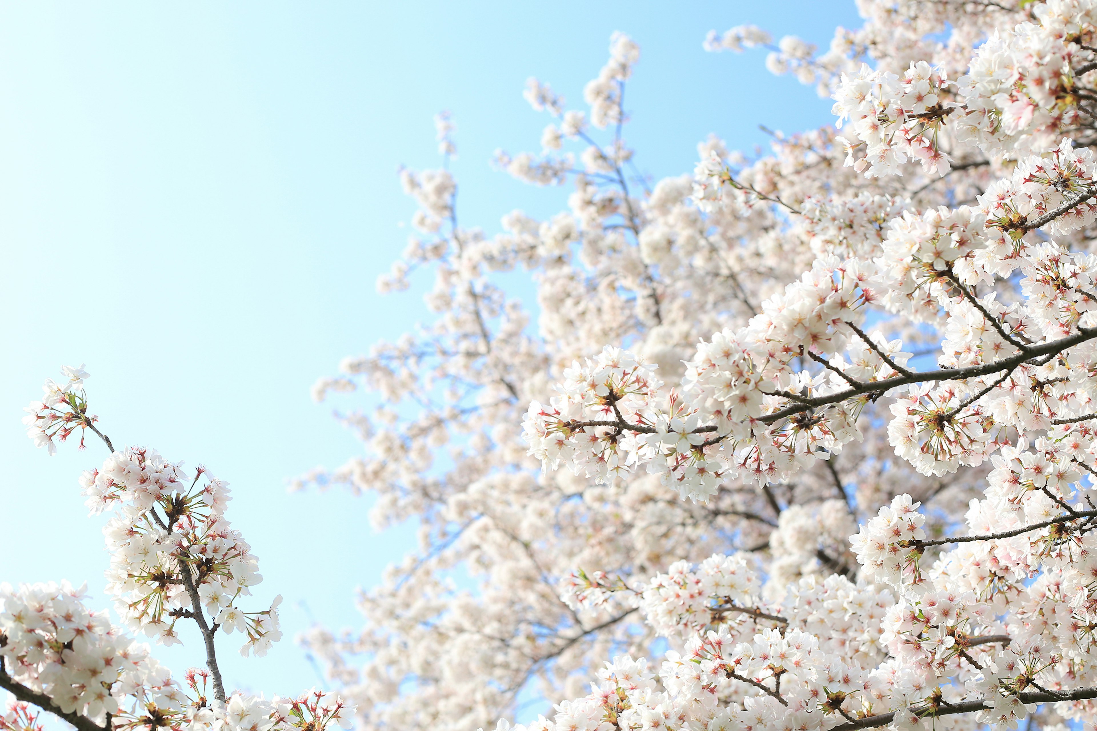 Weiße Kirschblüten blühen unter einem blauen Himmel