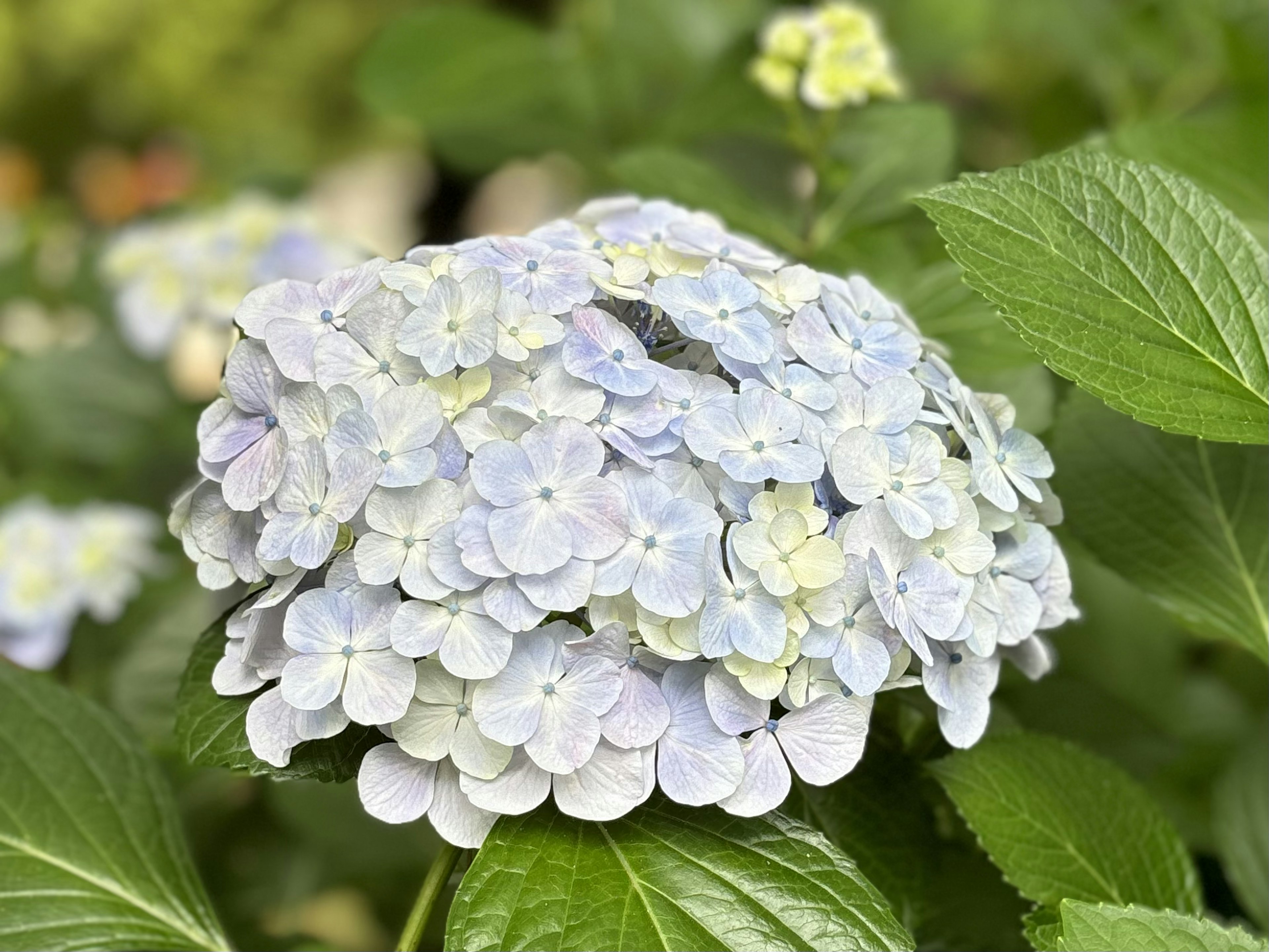 Hermoso grupo de flores de hortensia en tonos de azul y blanco