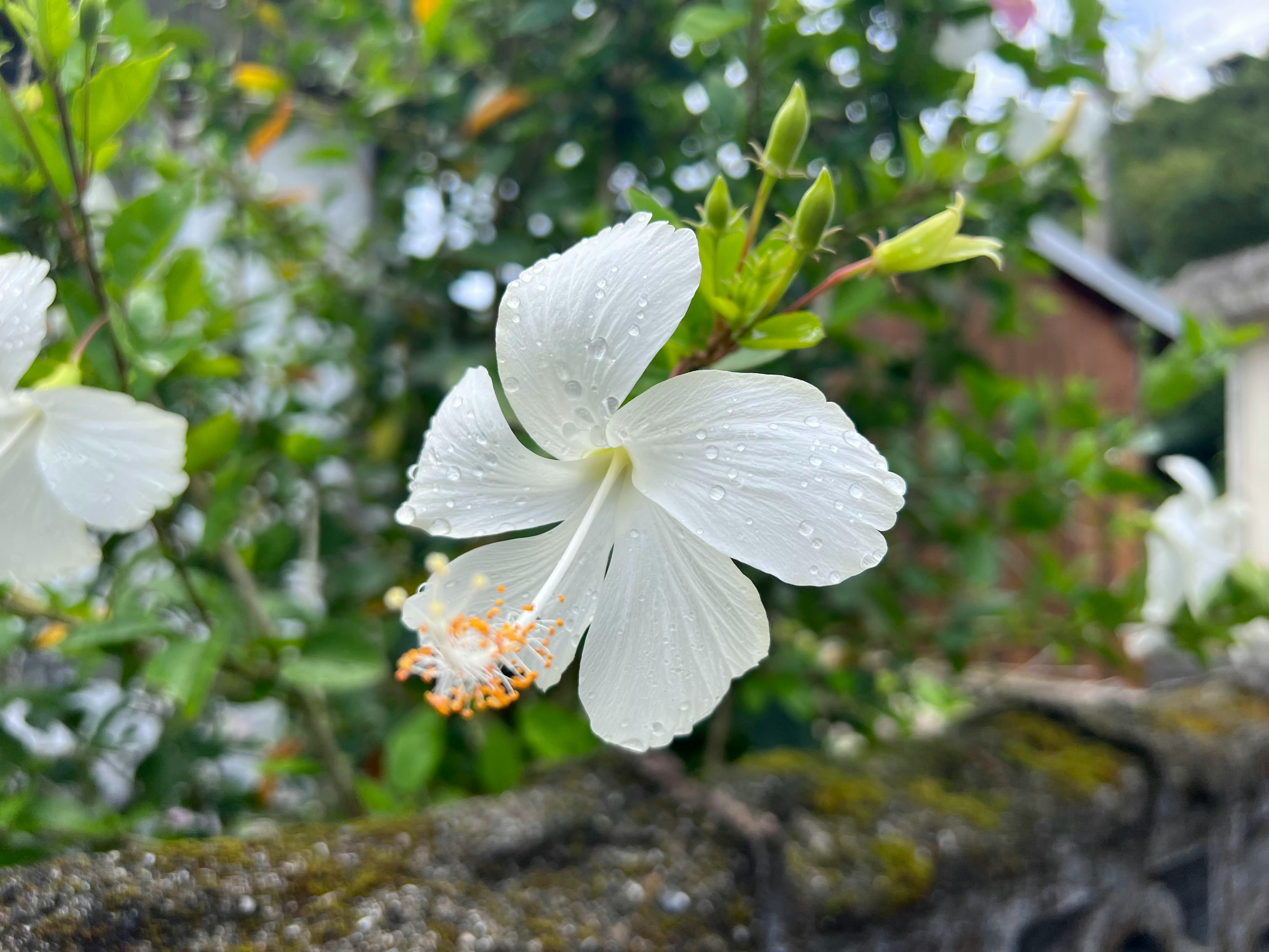 Sebuah bunga hibiscus putih mekar di antara daun hijau