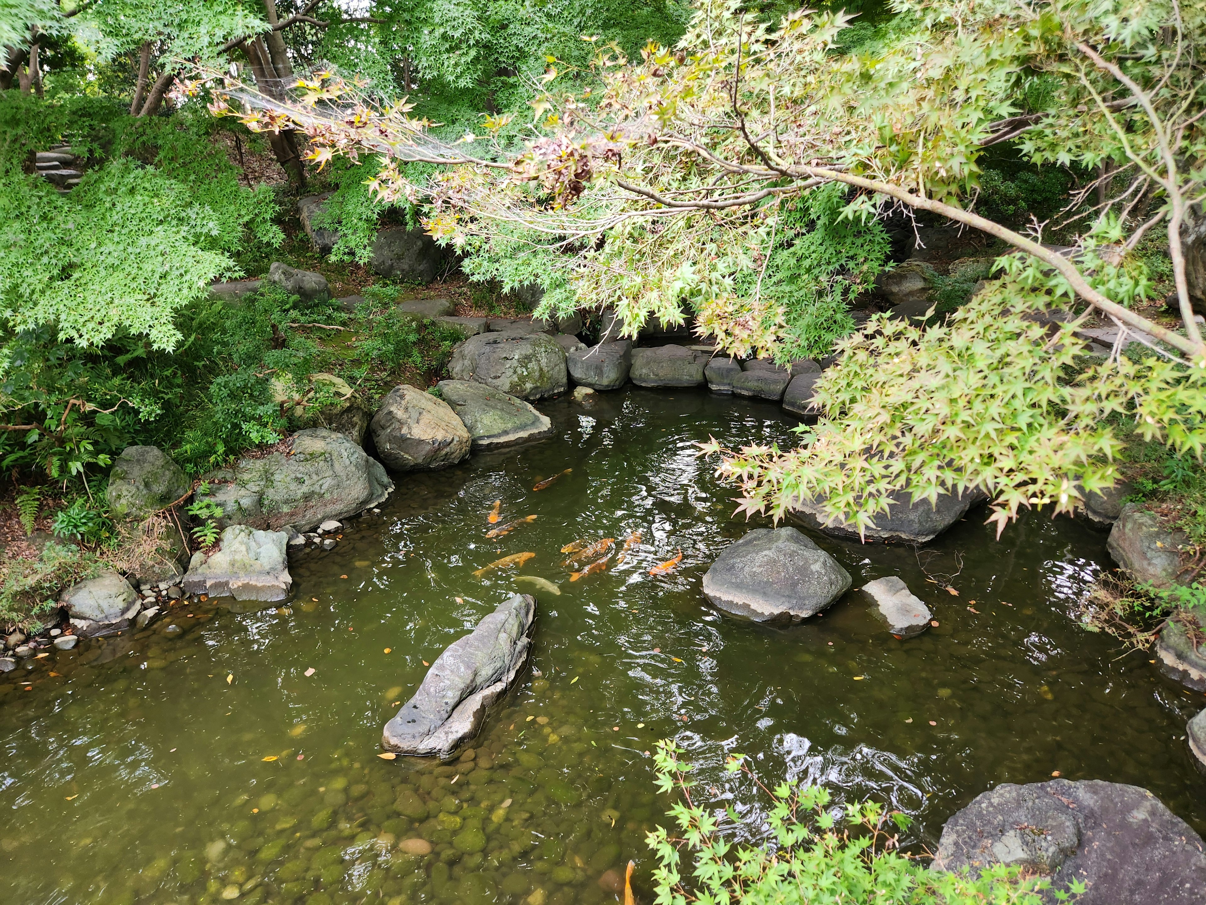 緑豊かな木々に囲まれた静かな小川の風景