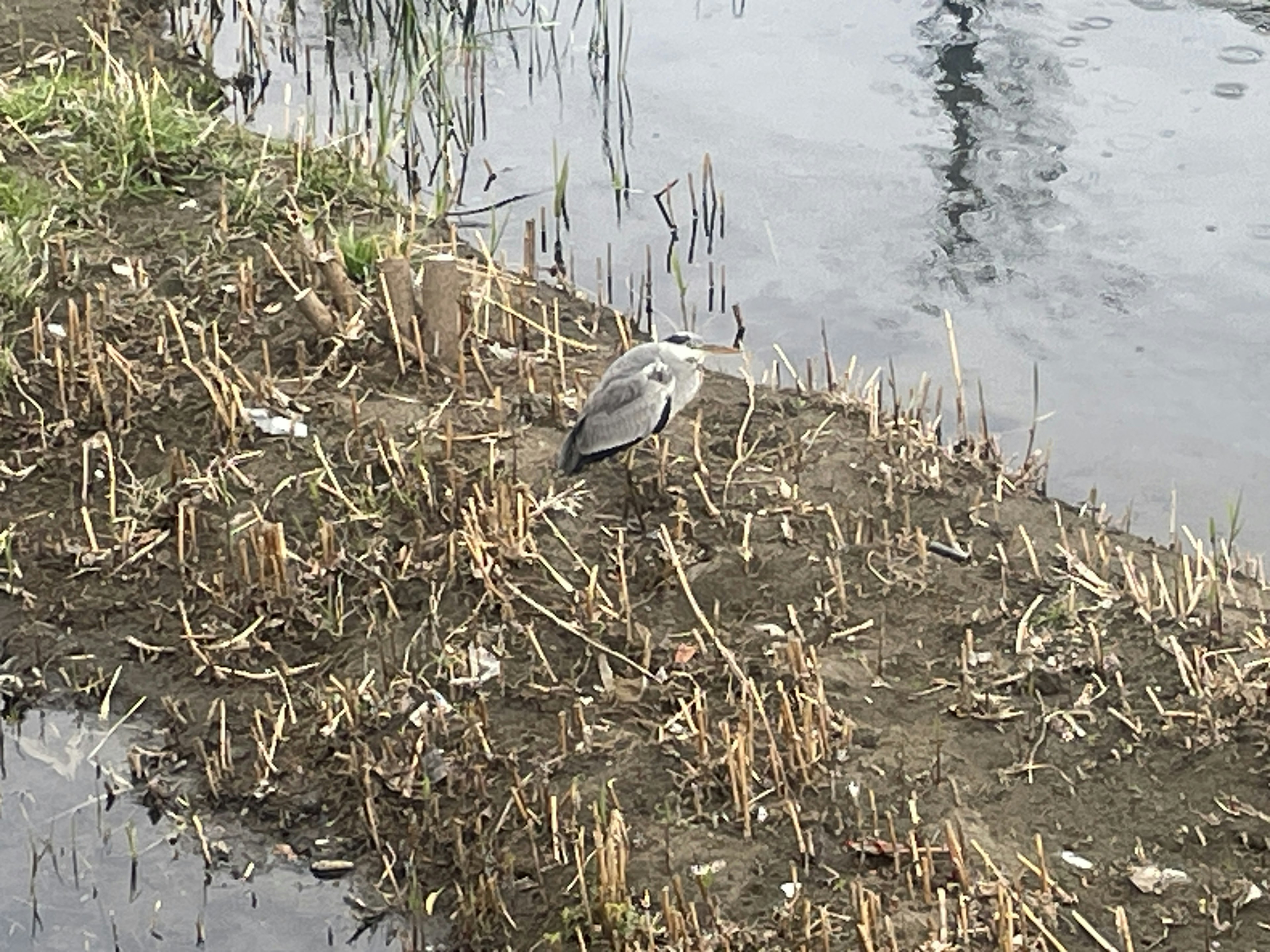 Gray bird standing by the water's edge with dry grass around