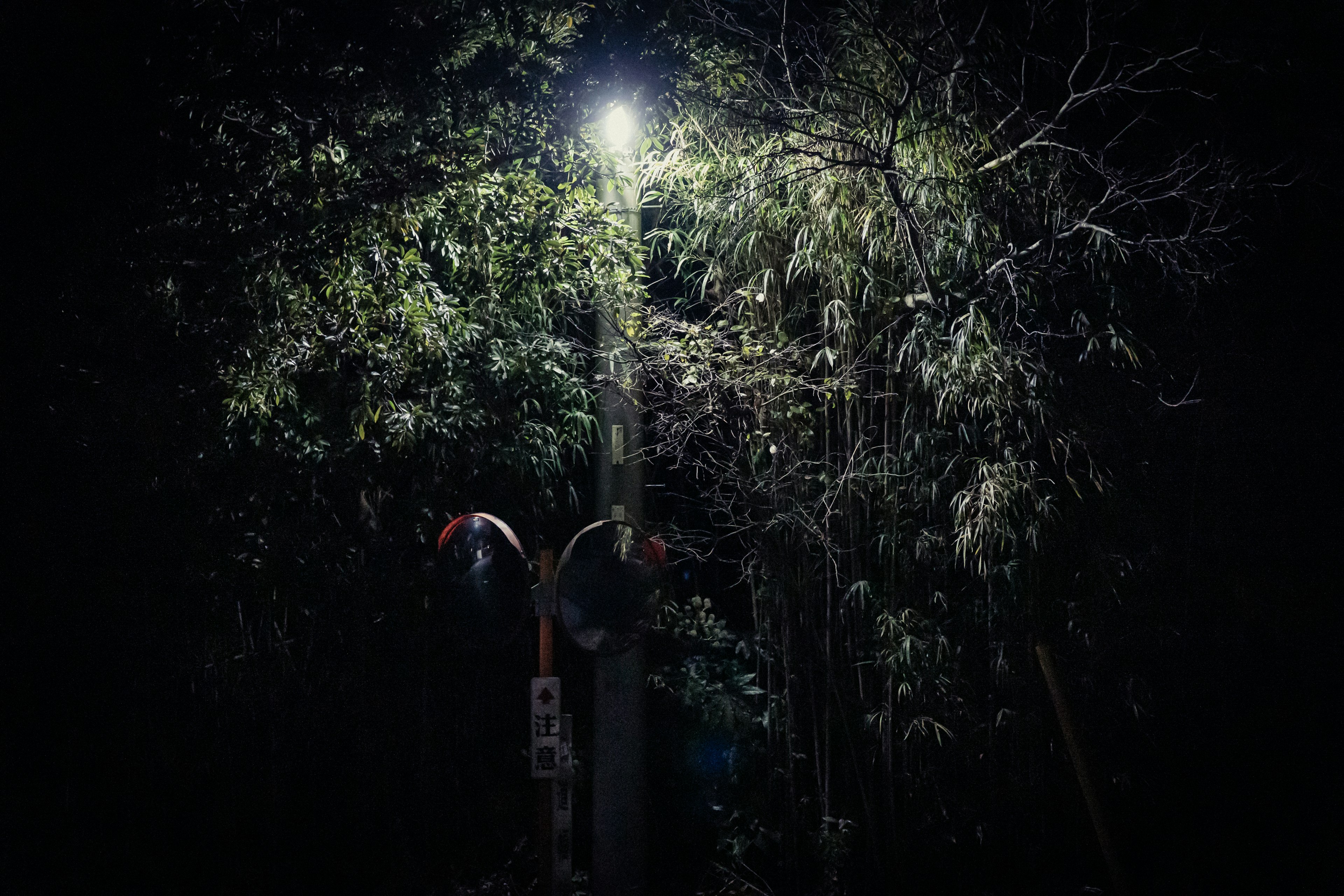 Streetlight surrounded by trees at night