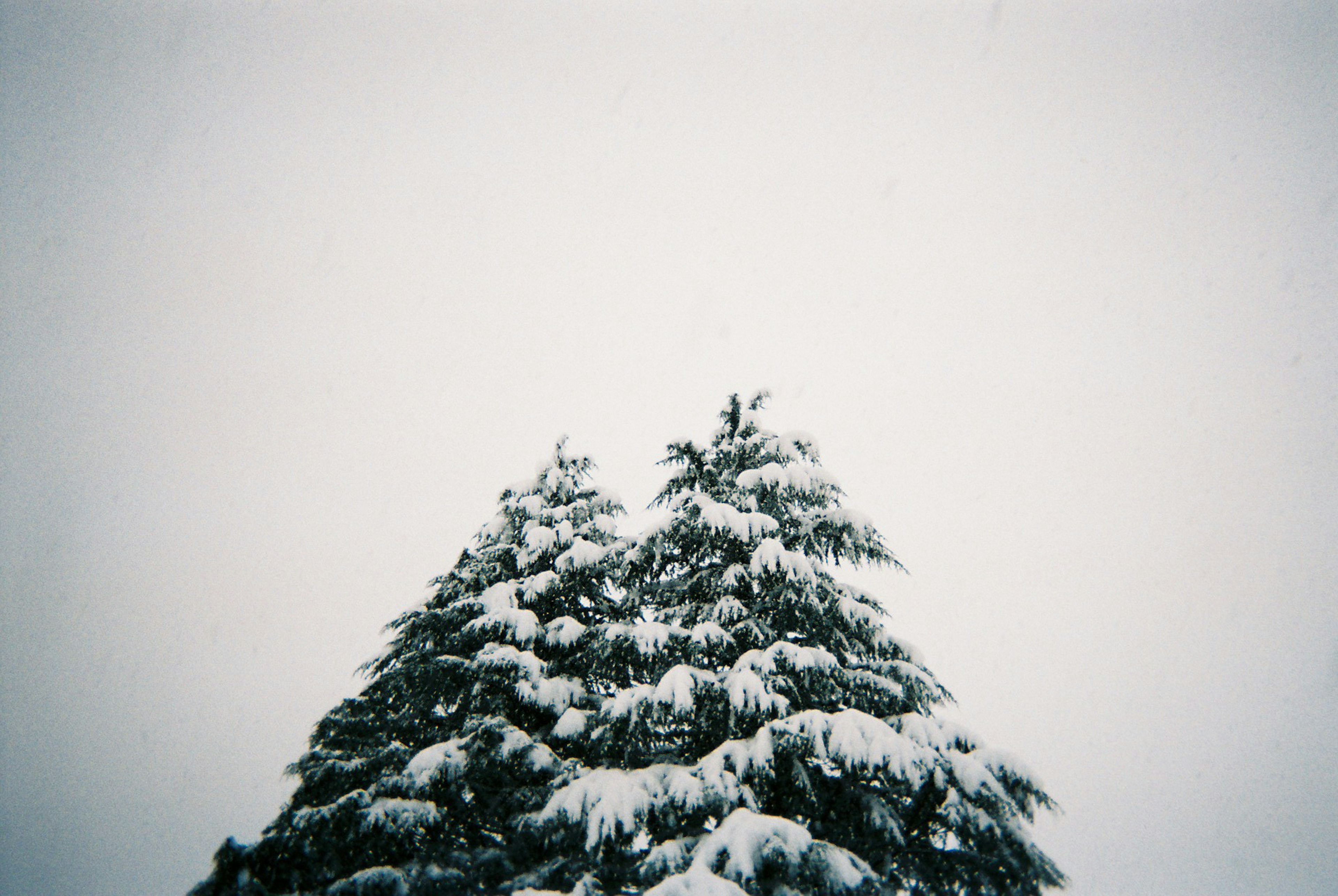 雪に覆われた2本の木が見える冬の風景