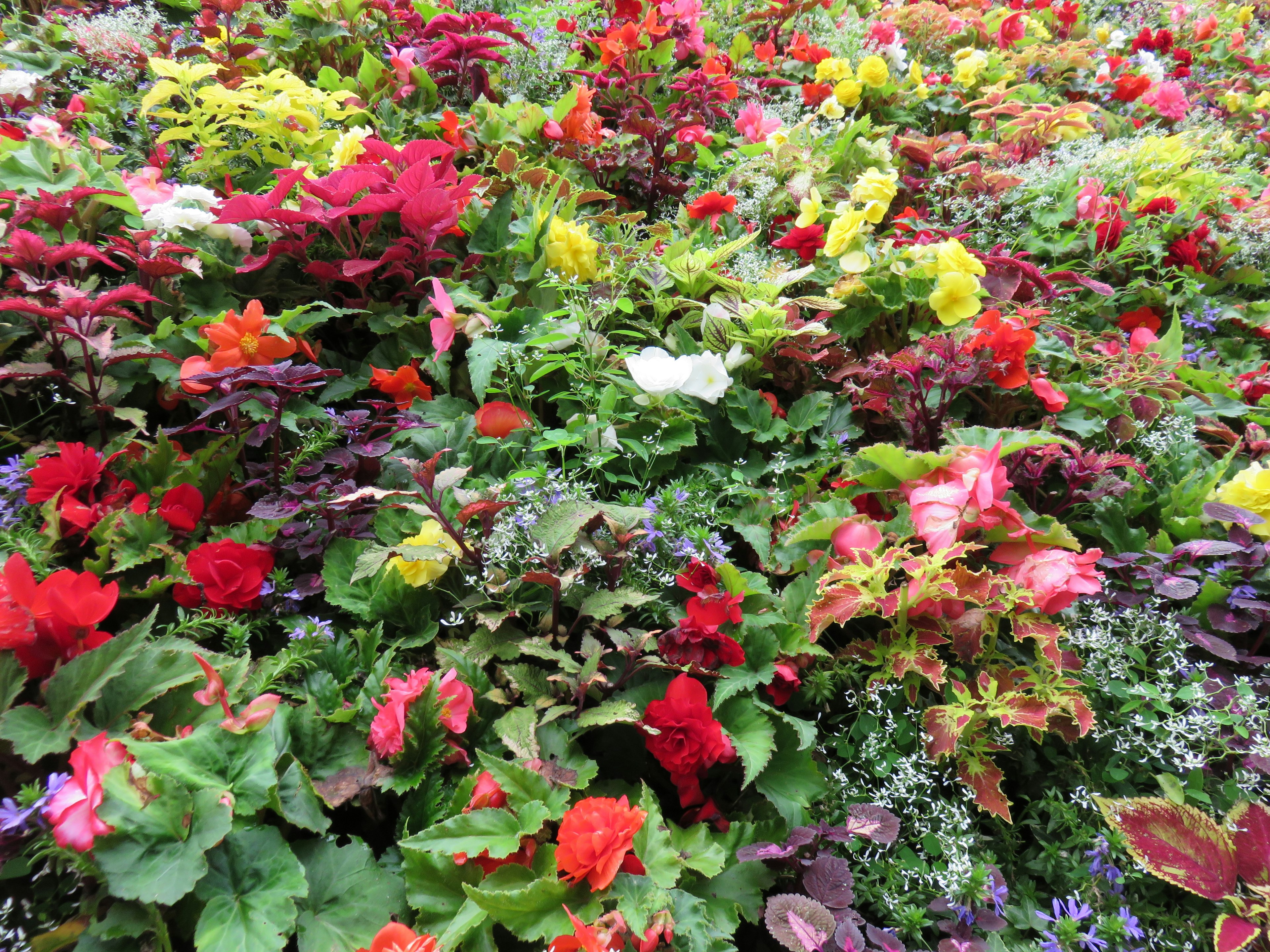 Lebendiger Garten mit bunten blühenden Blumen