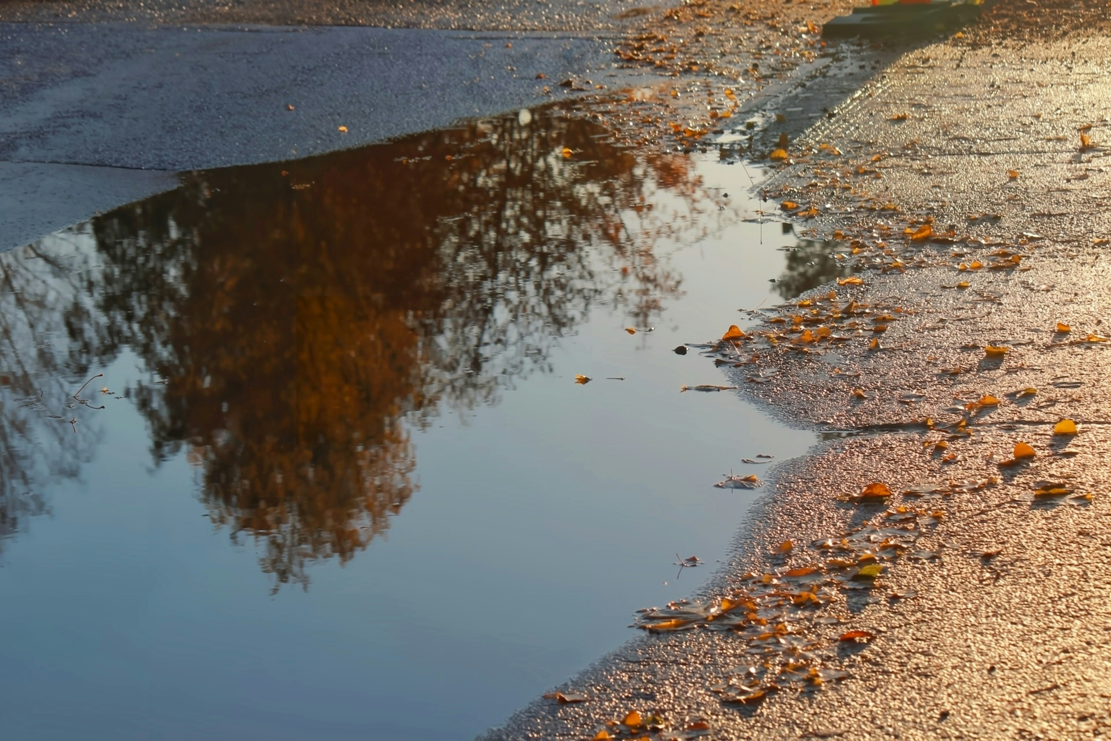 Riflesso di alberi autunnali e foglie cadute in una pozzanghera