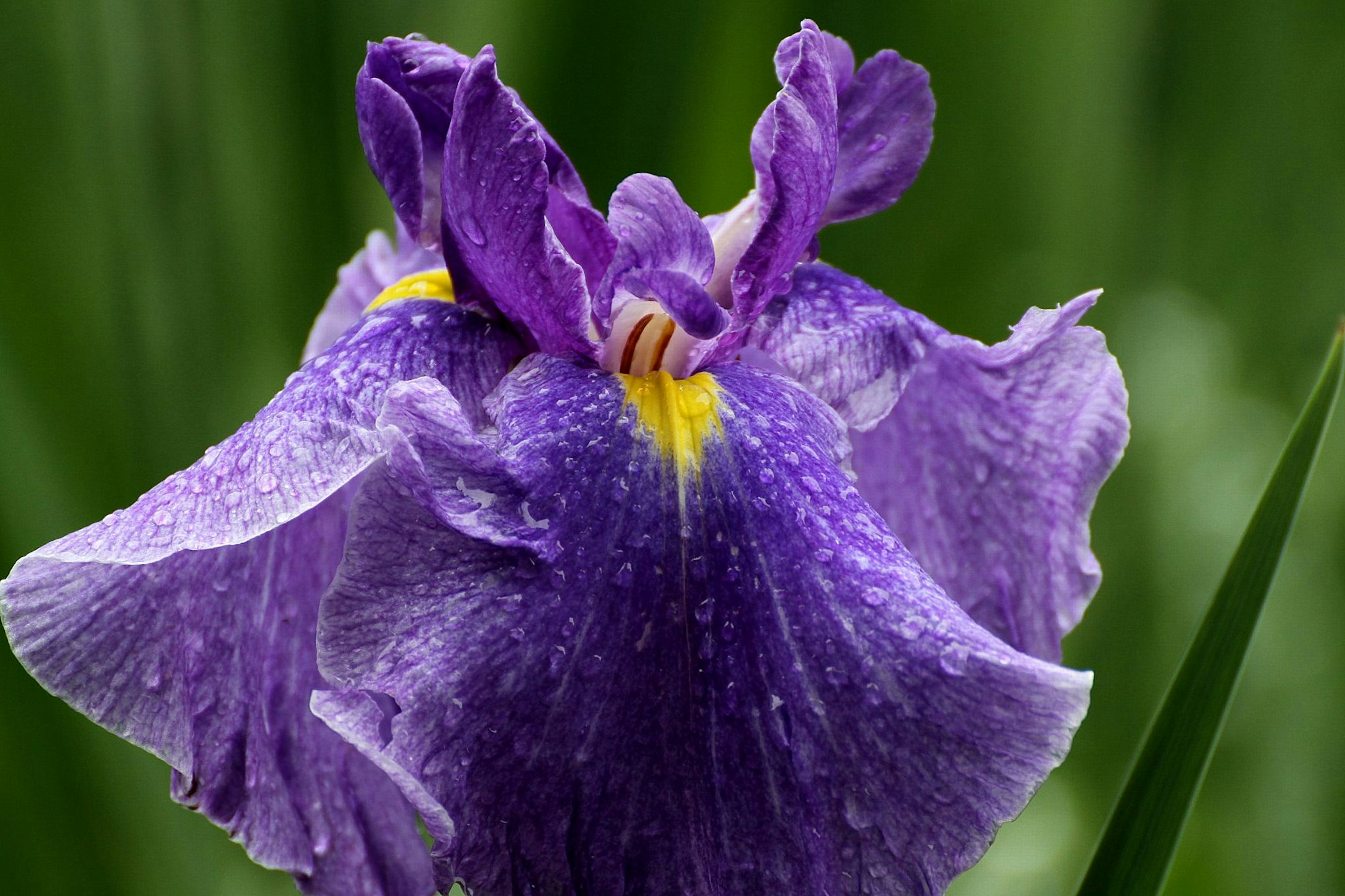 Pétales de fleur d'iris violet en pleine floraison