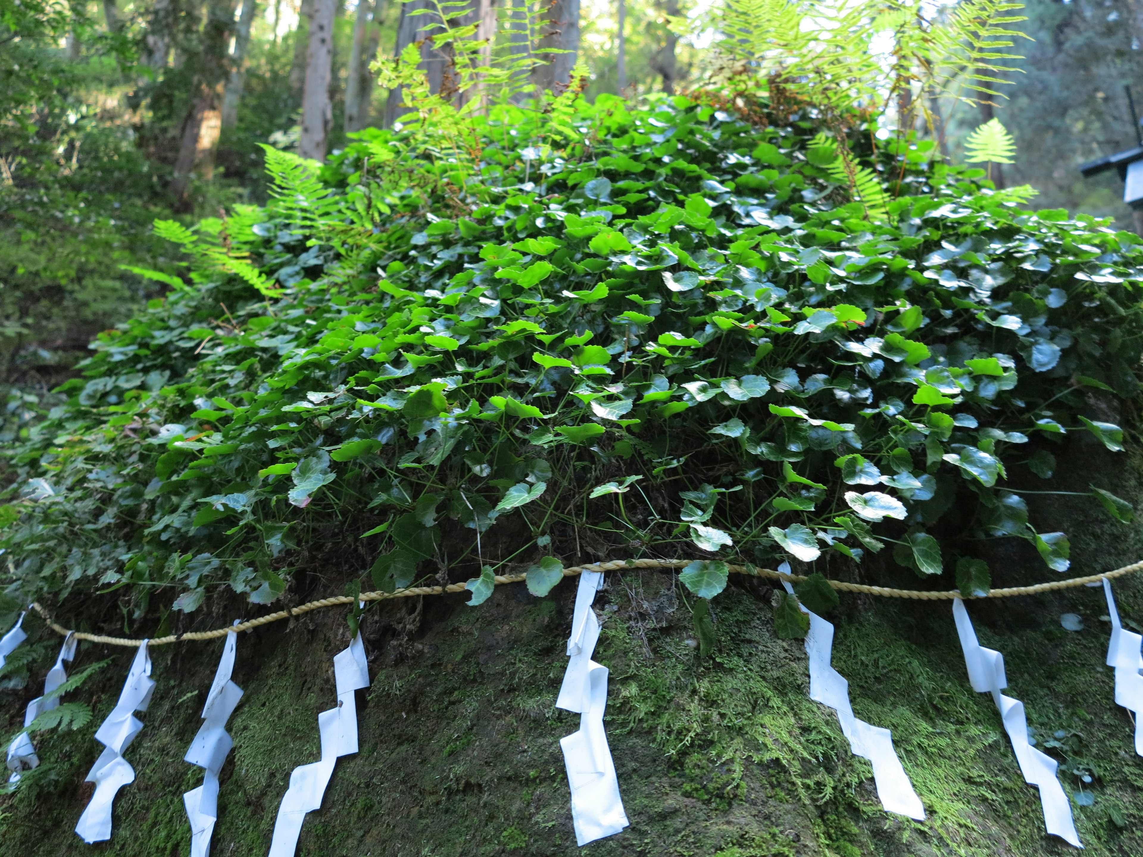 緑豊かな植物が生い茂る大きな岩の上に白い紙の飾りが飾られている