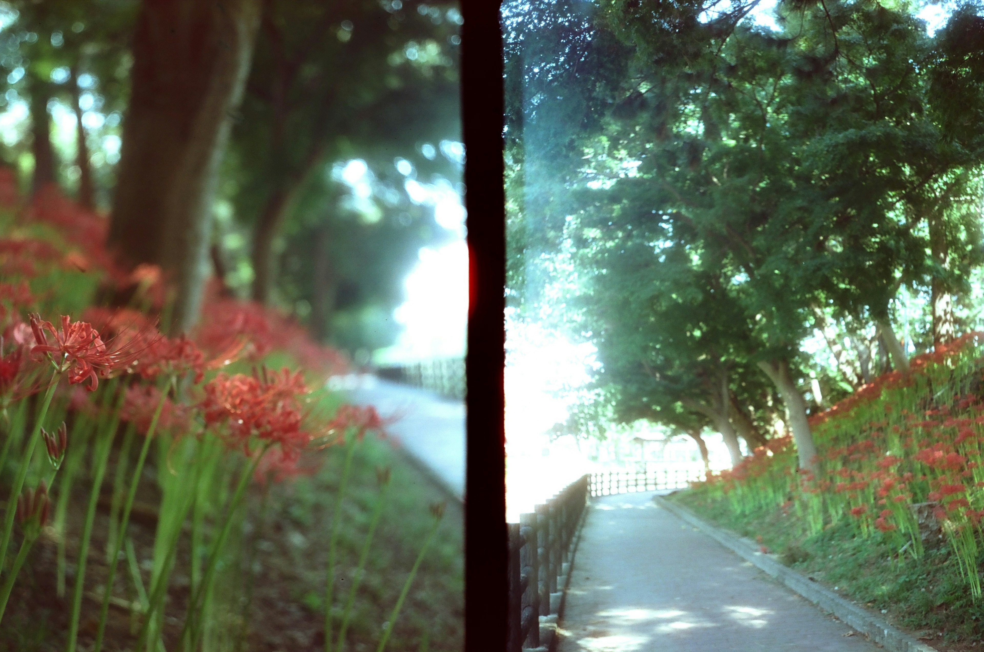 赤い花が咲く道と緑の木々の風景