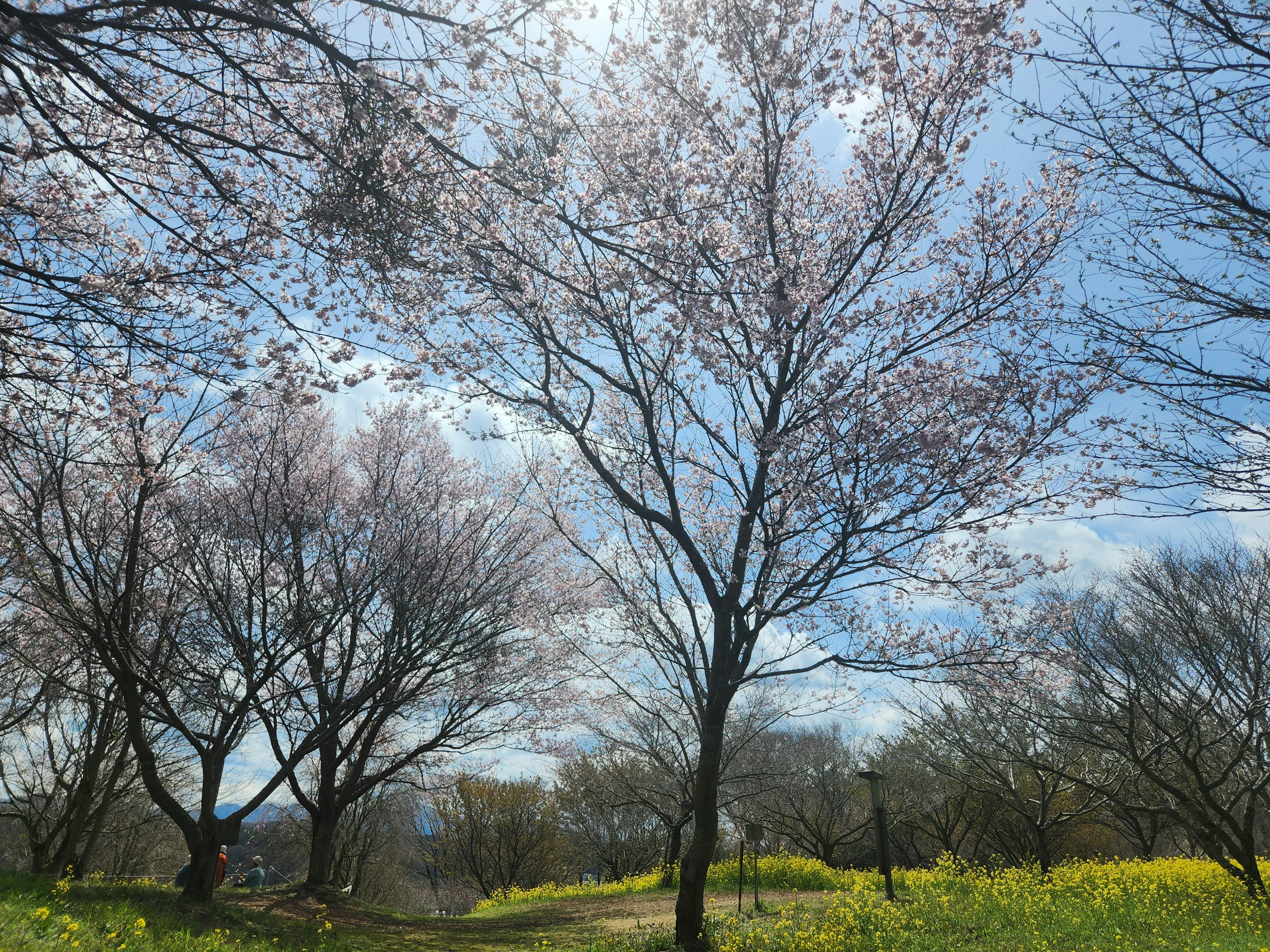 Alberi di ciliegio in fiore sotto un cielo blu con un campo di fiori gialli