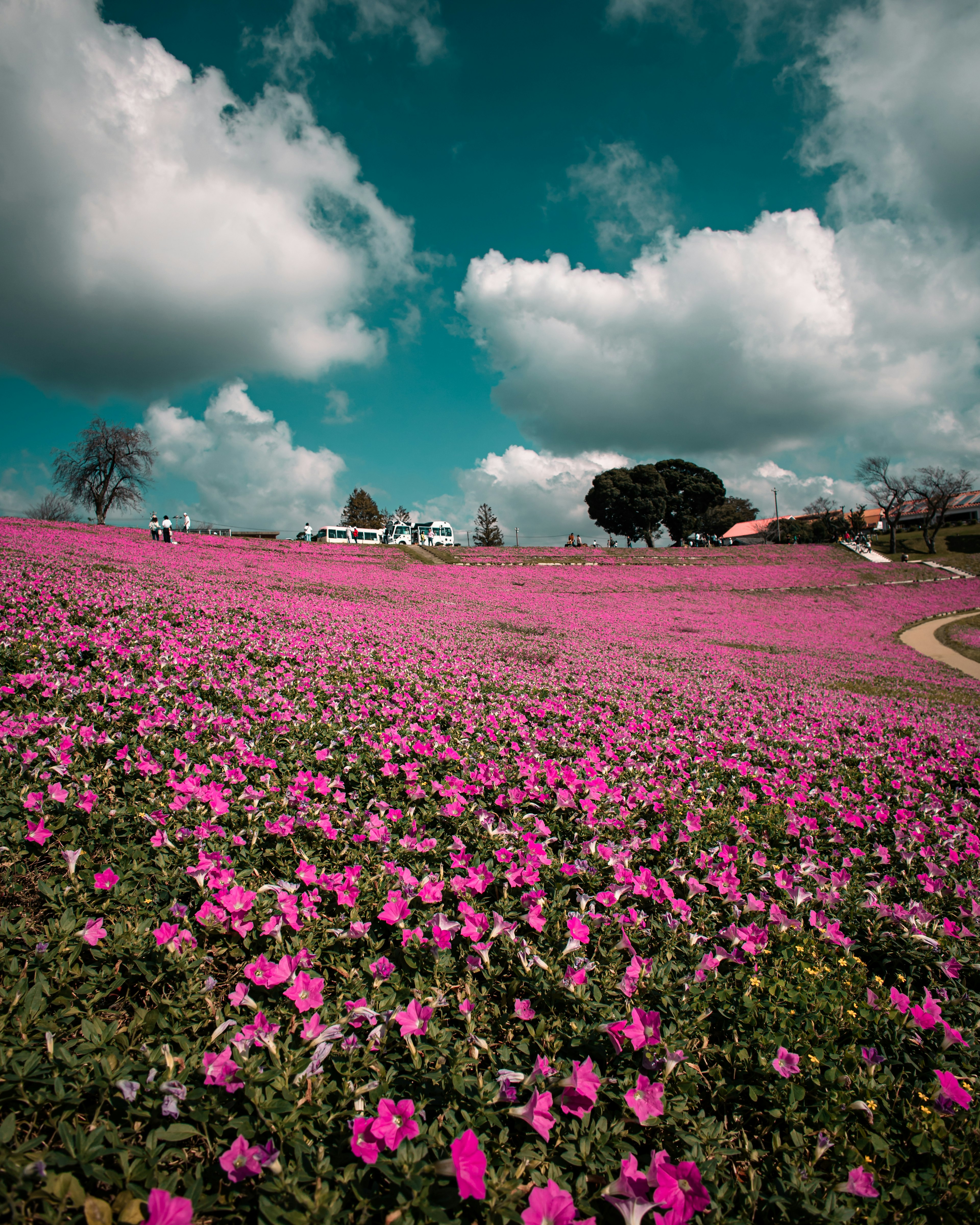 Weites Feld mit rosa Blumen unter einem blauen Himmel