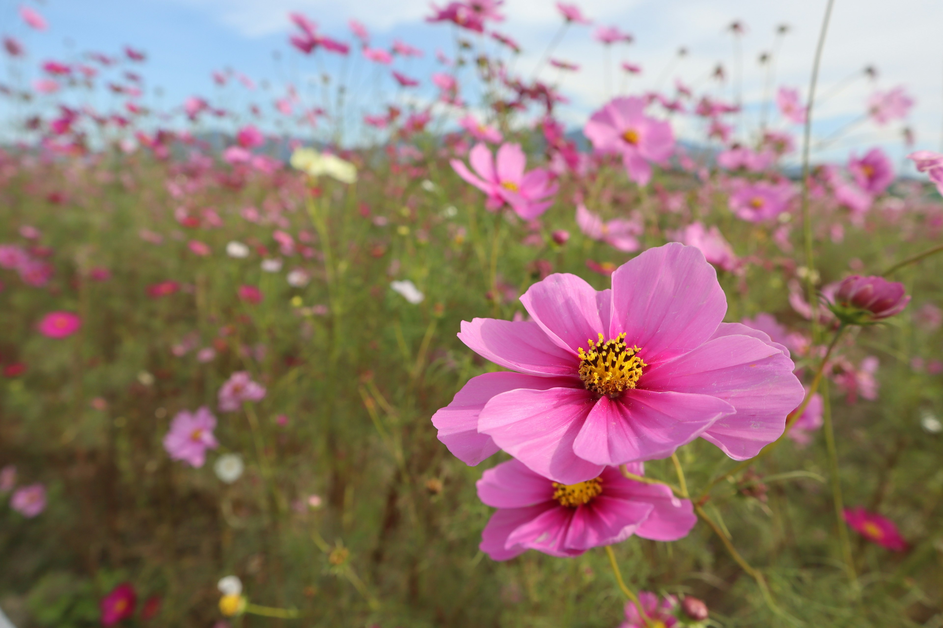 ピンクのコスモスの花が咲いている風景