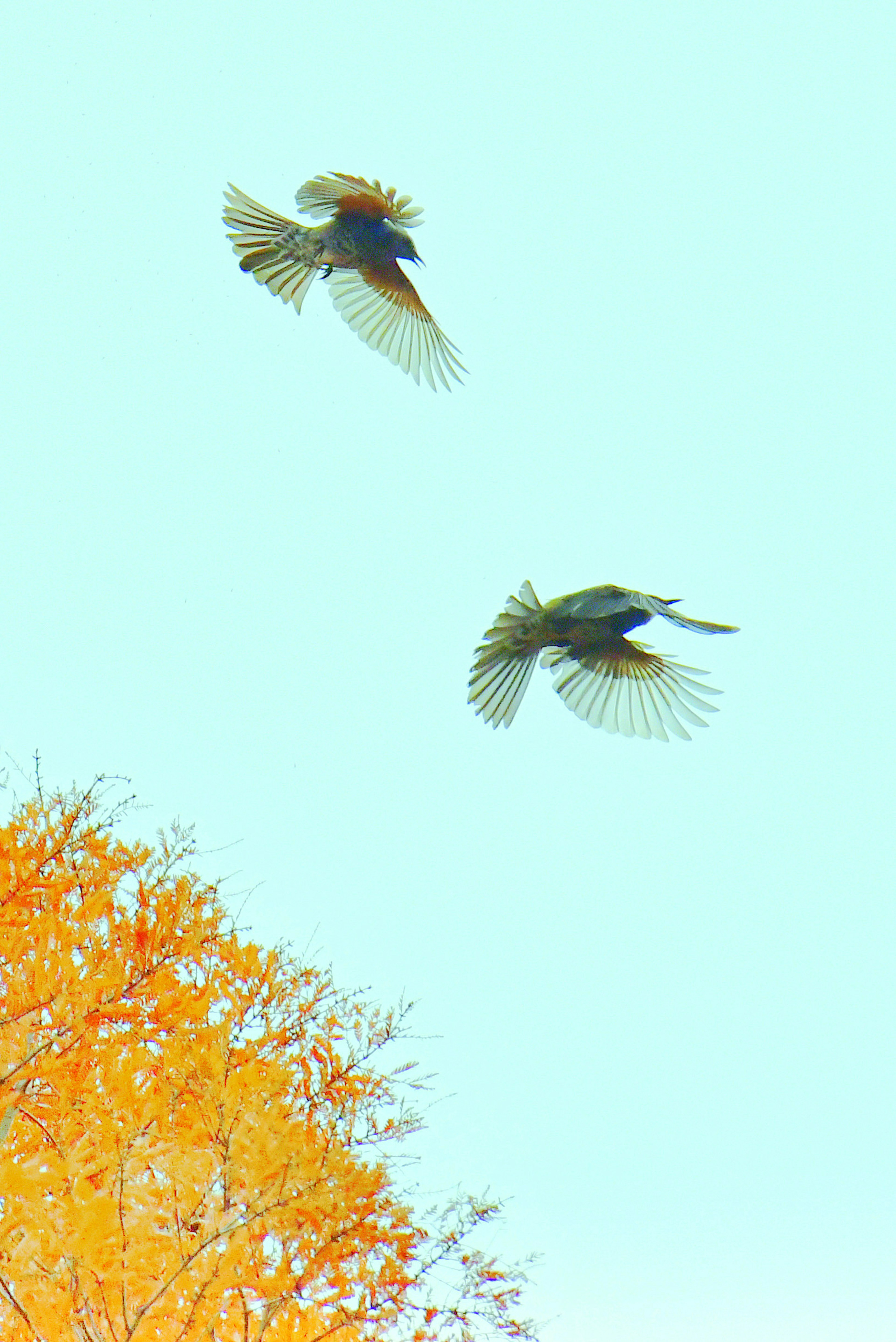 Two birds flying against a blue sky with an orange tree