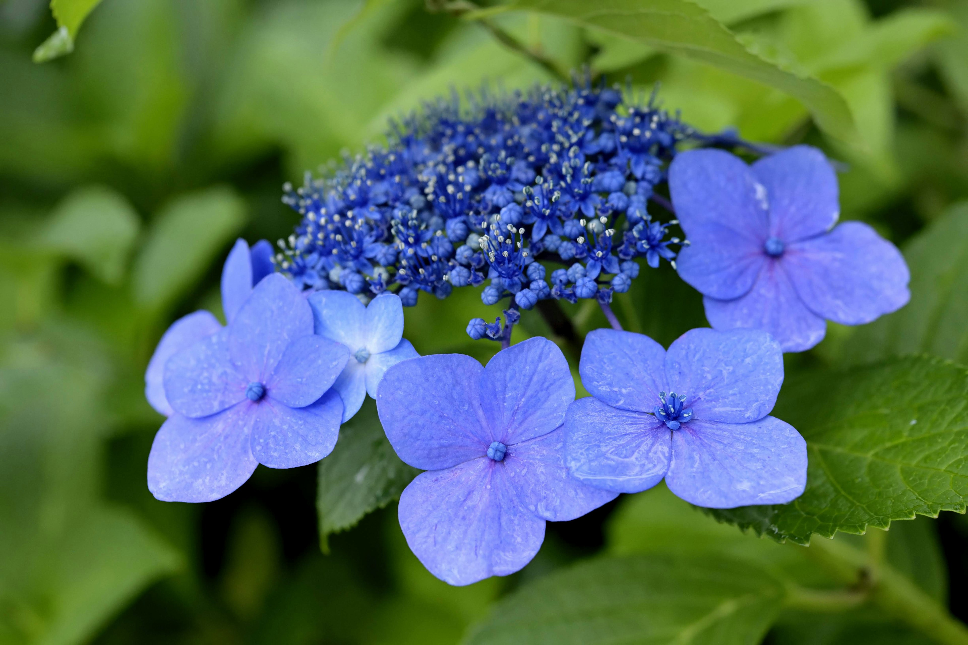 Close-up of blue hydrangea flowers and leaves