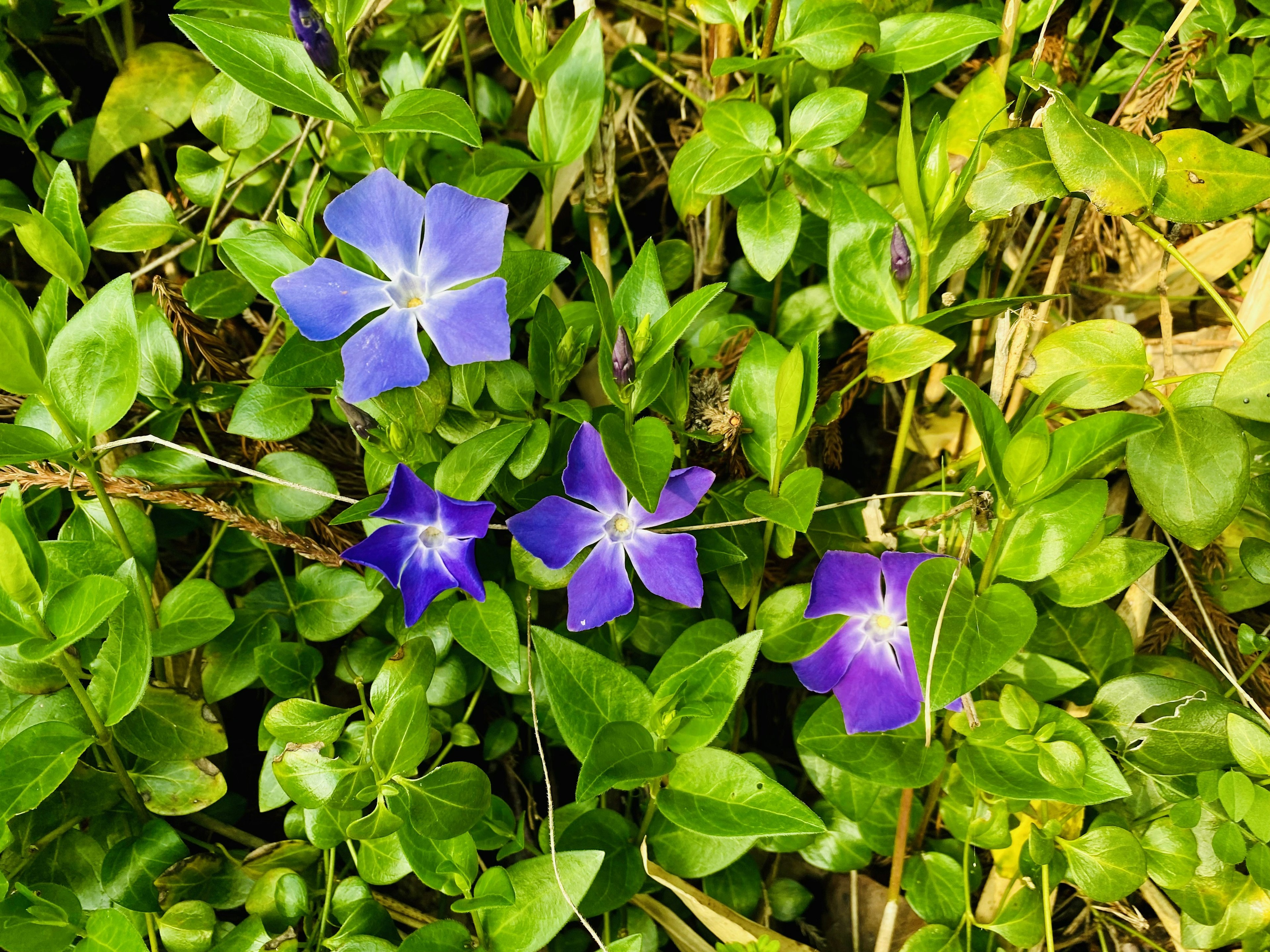 Lila Blumen blühen zwischen grünen Blättern