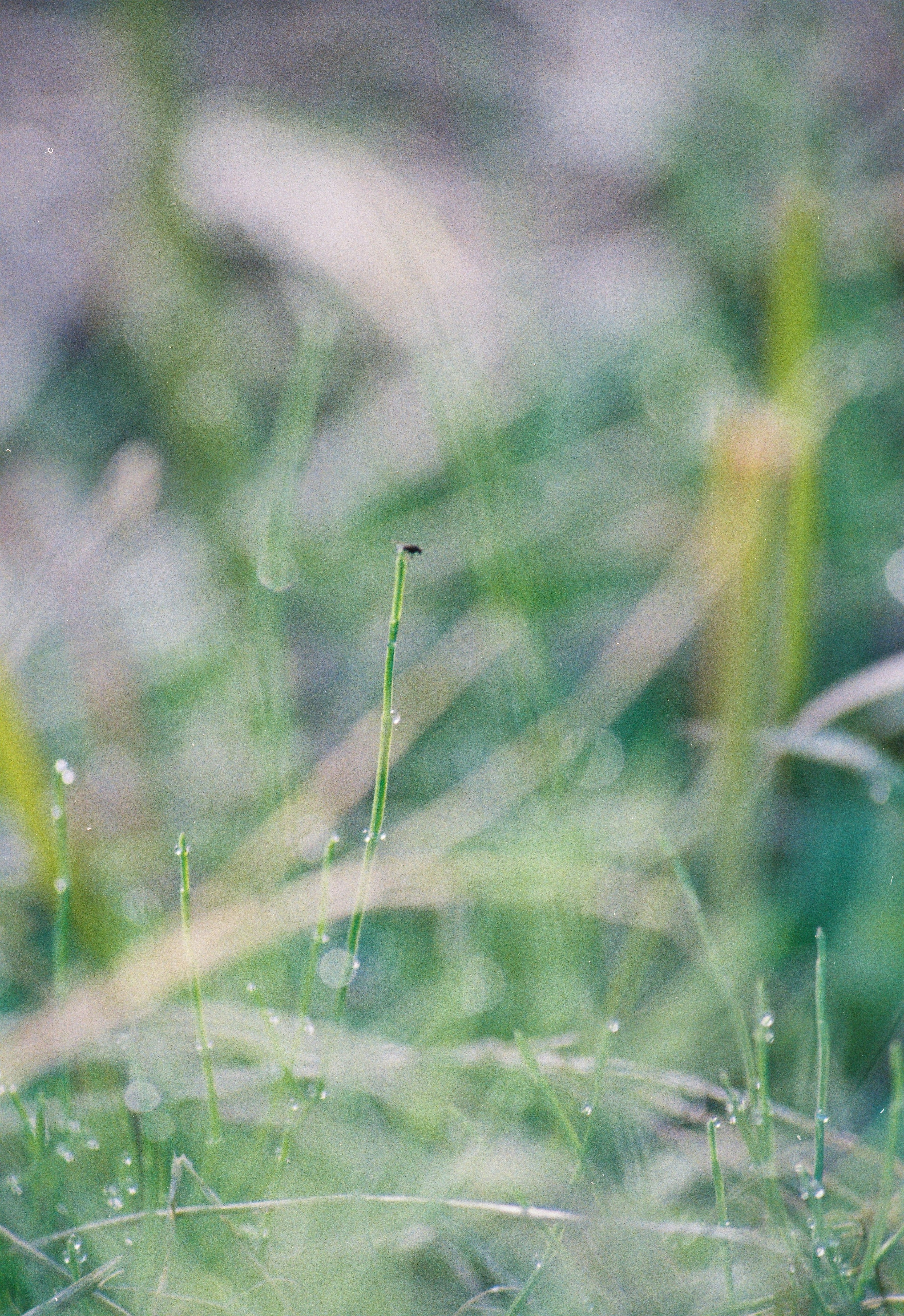 Verschwommene Aufnahme von grünem Gras mit Tau, die eine sanfte und ruhige Atmosphäre schafft