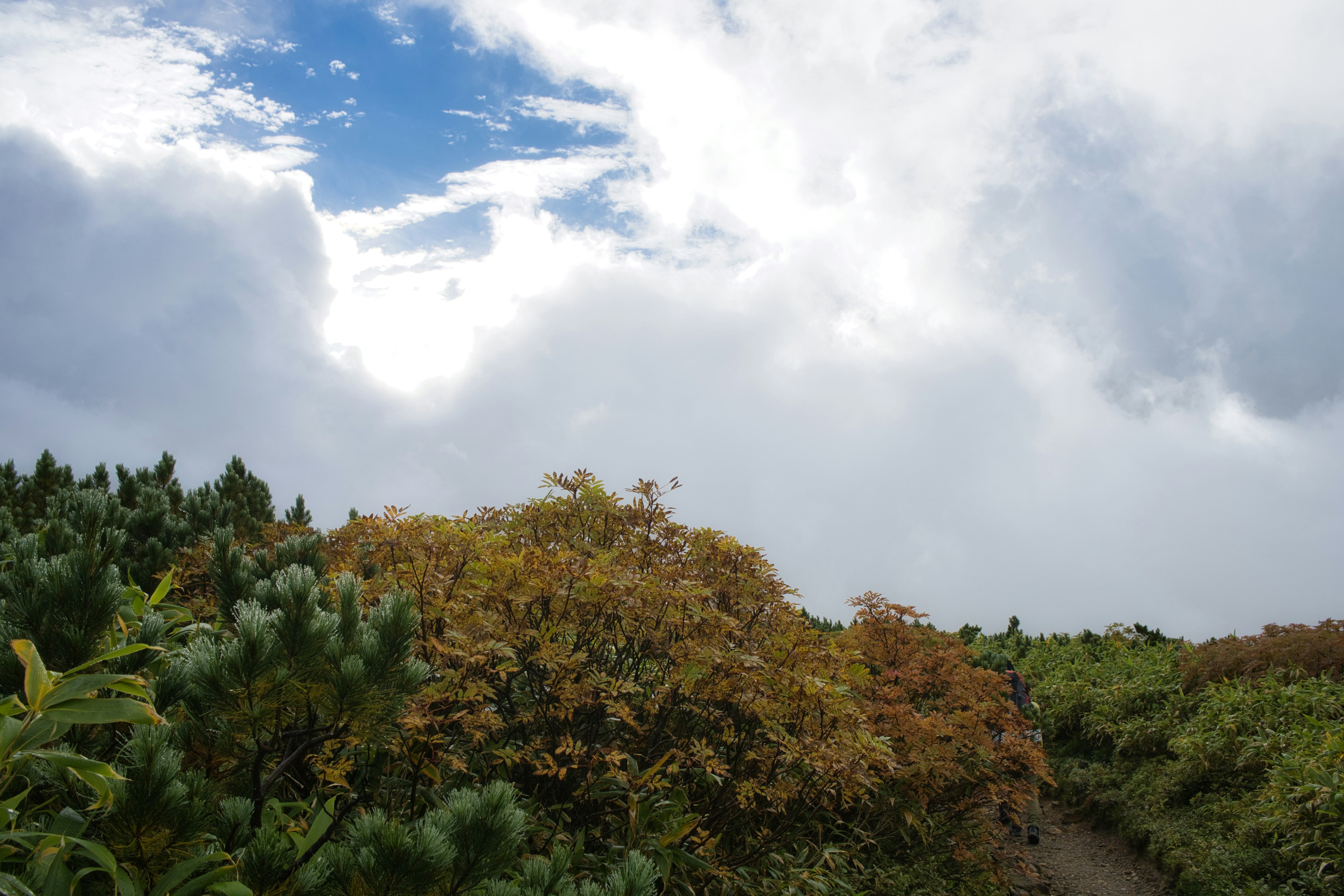 Paesaggio con foglie autunnali e cielo blu