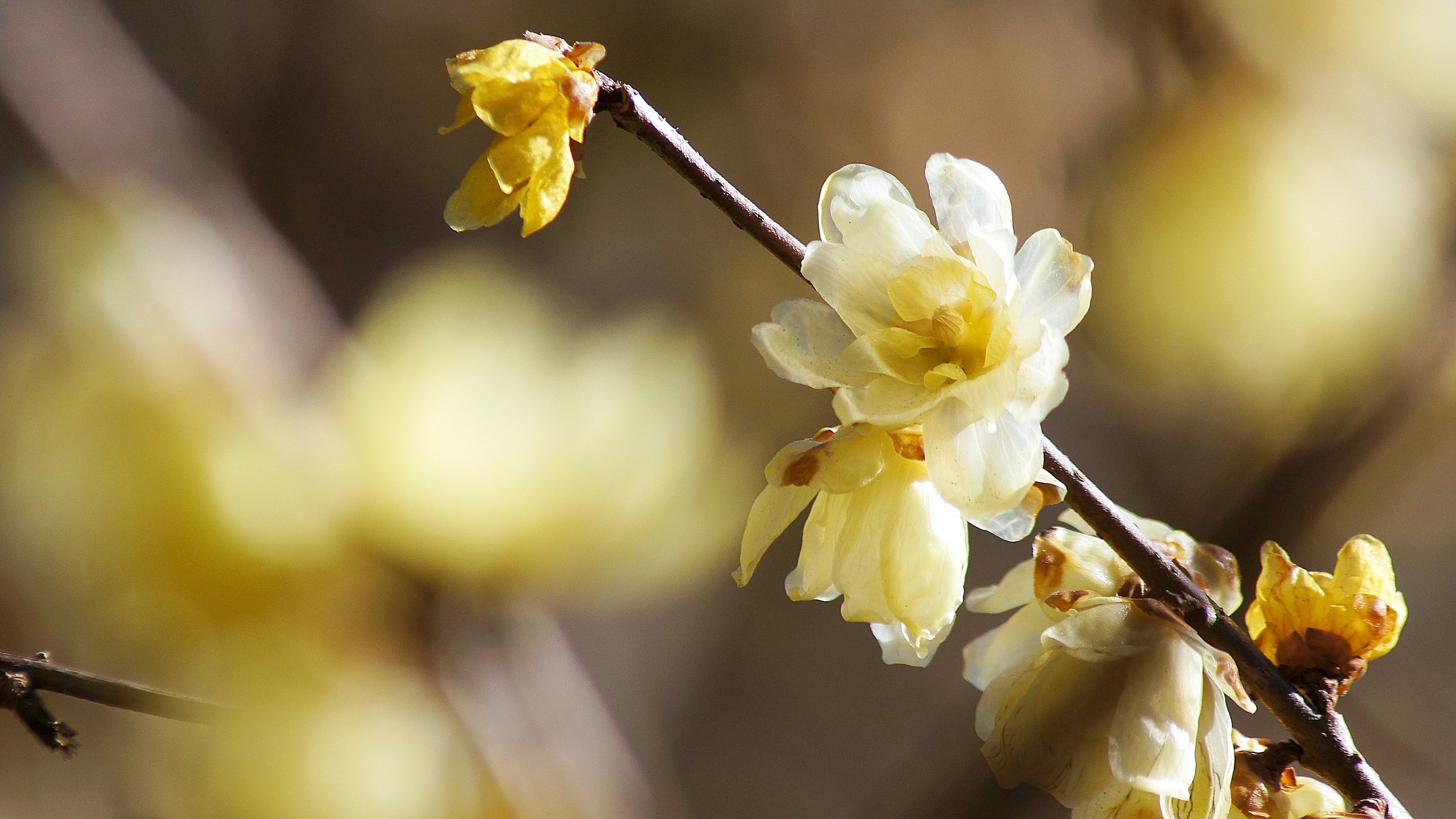 Close-up of branches with pale yellow flowers