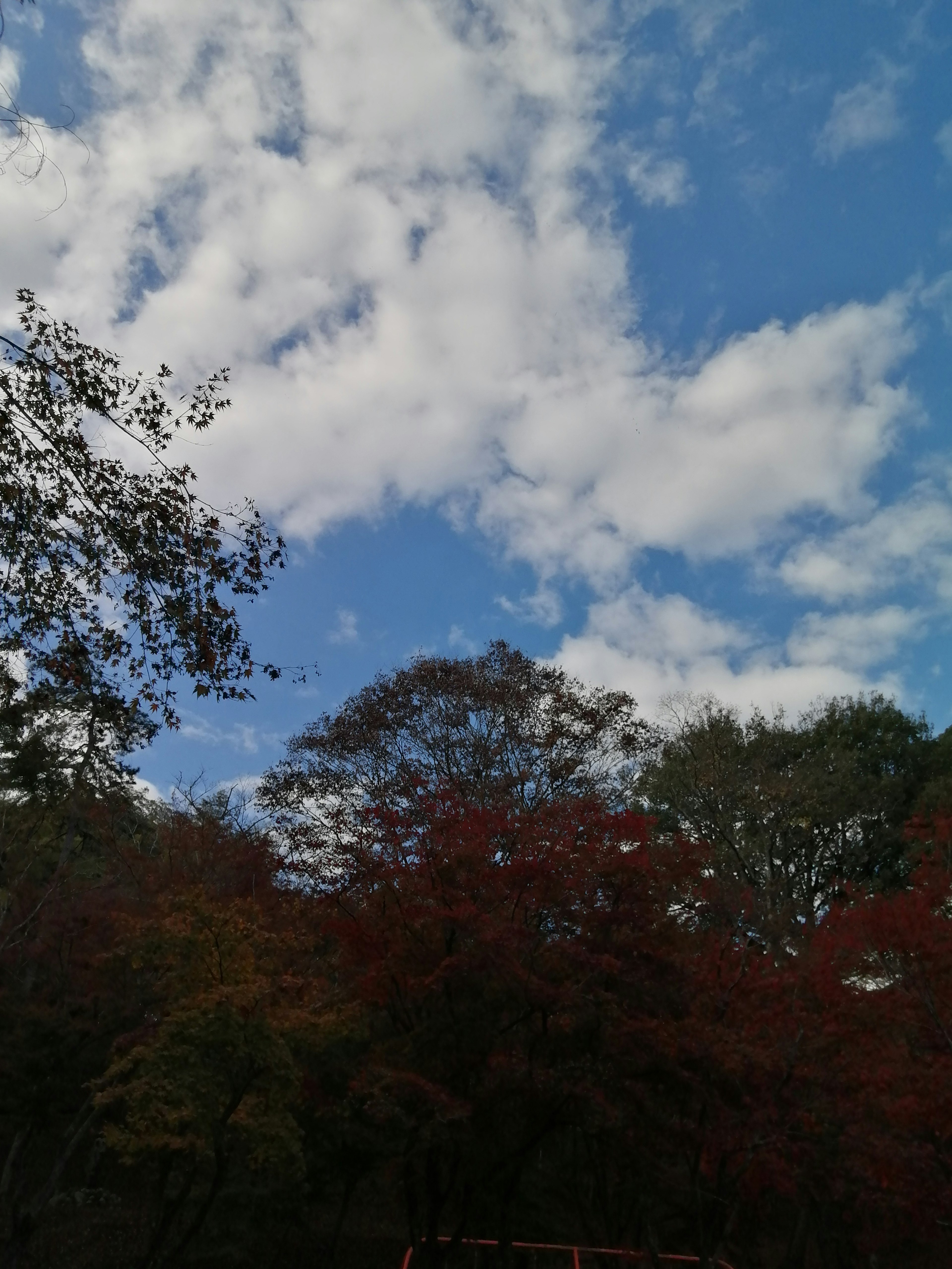 Paysage d'automne avec ciel bleu et nuages blancs feuilles colorées sur les arbres