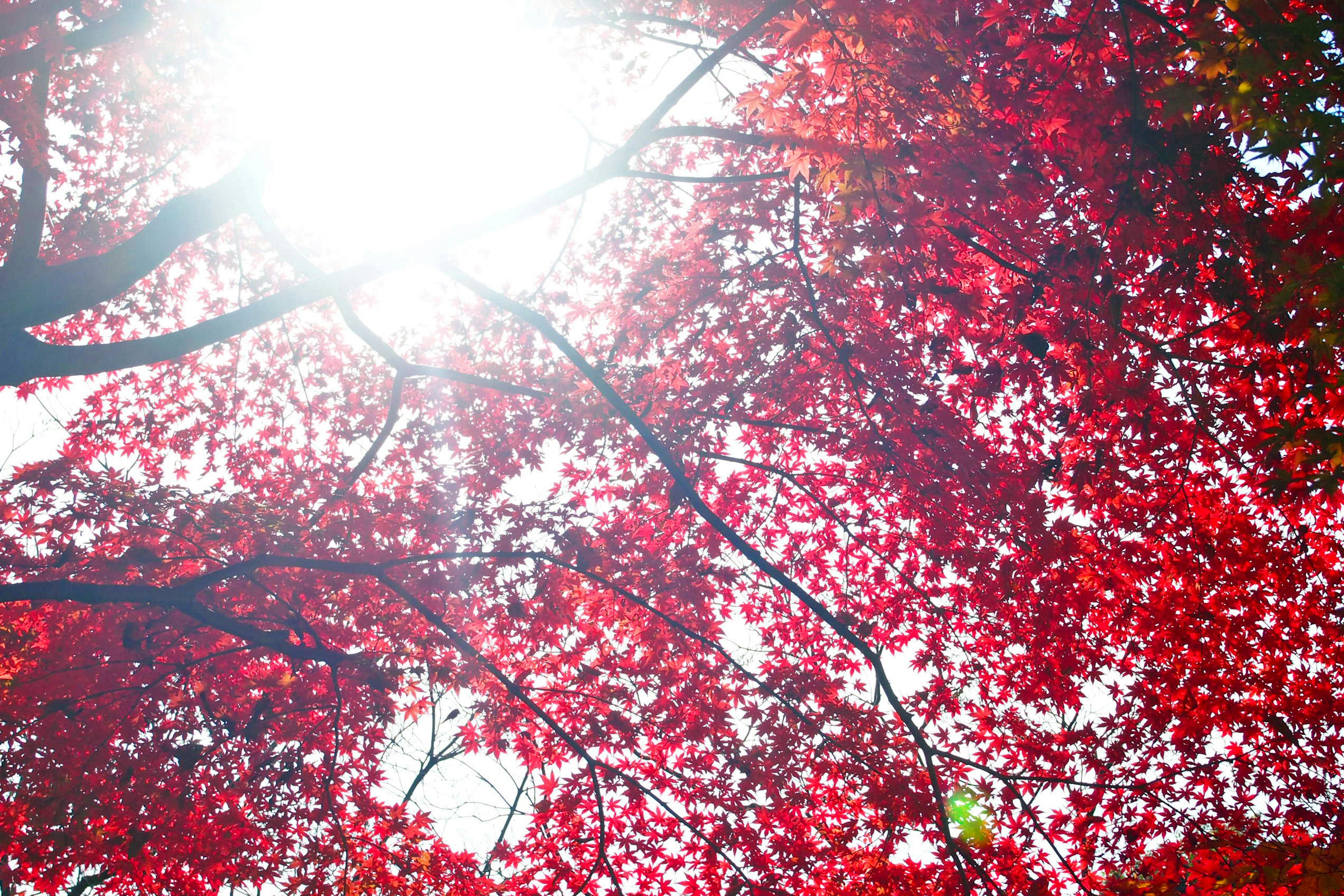 ใบไม้สีแดงสดใสที่ถูกแสงแดดส่องสว่าง